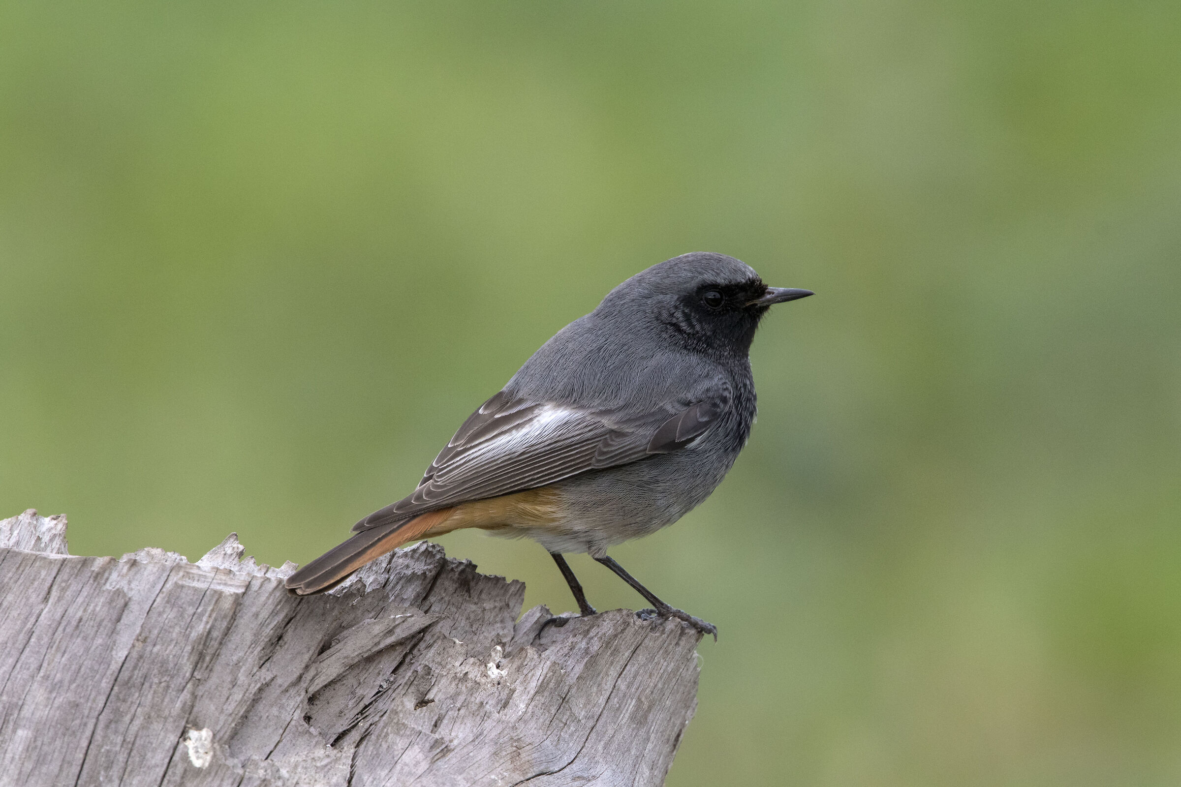 Redstart Spazacamino