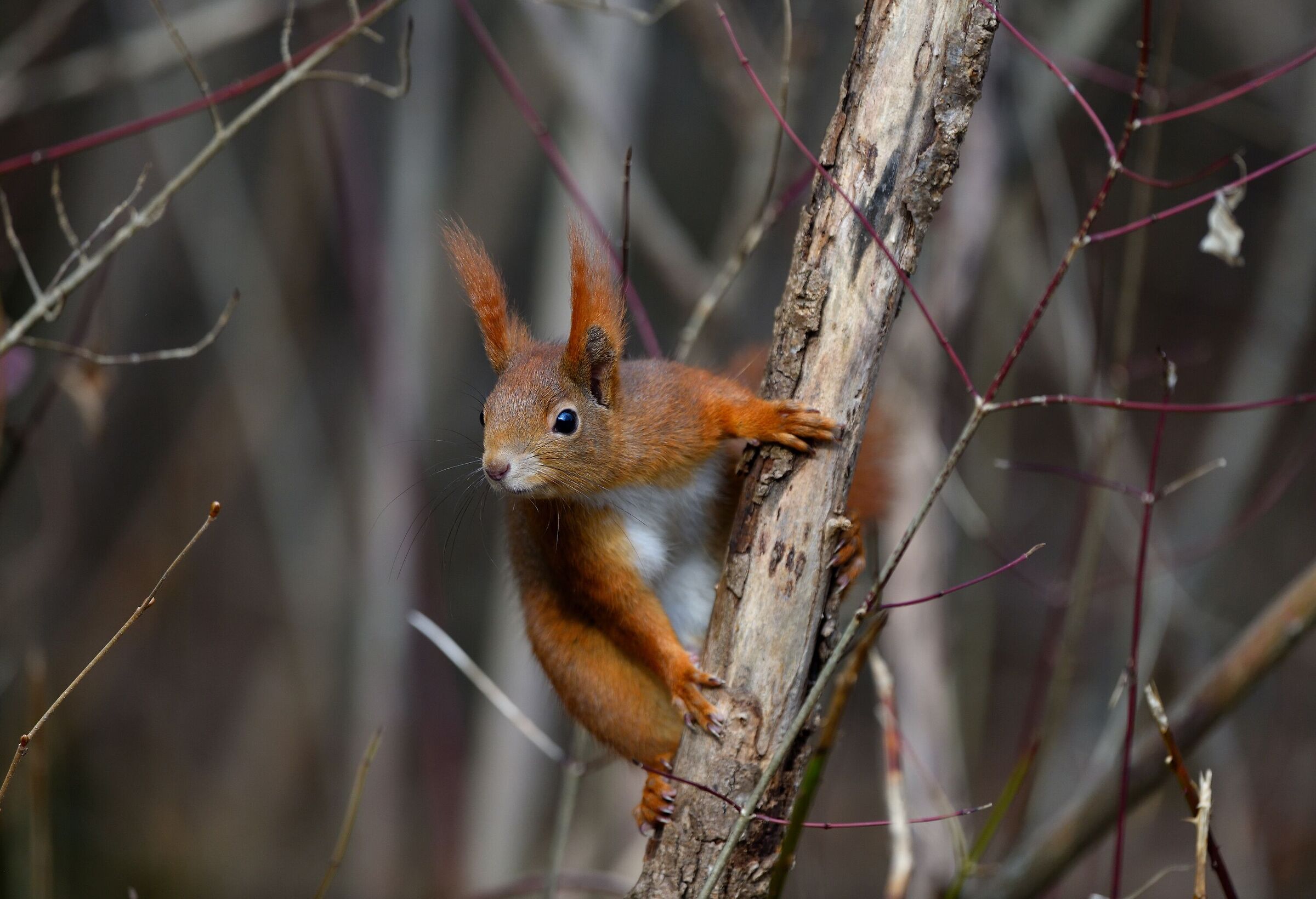 between the branches...