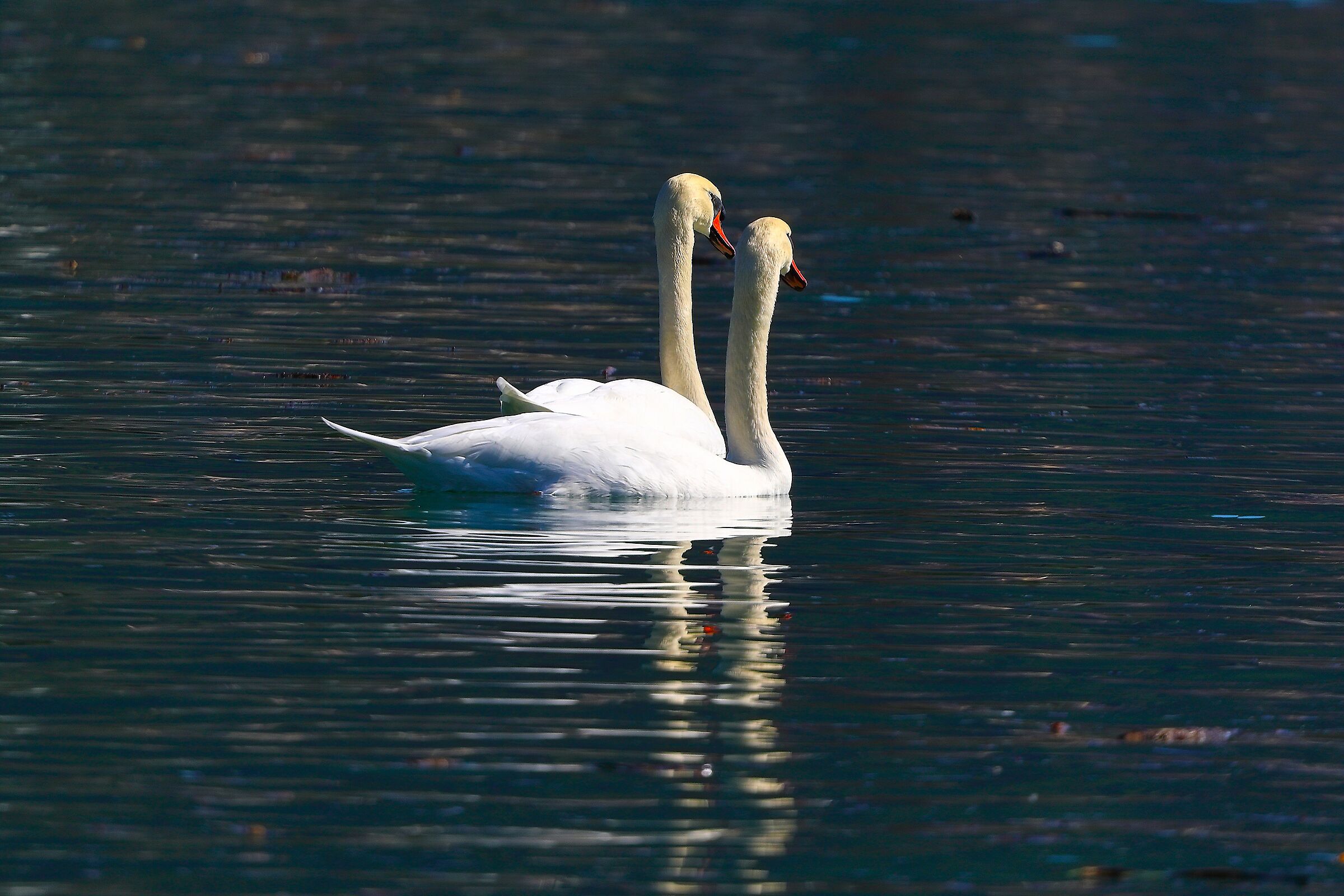 Cigni reali 11 ottobre 2024 - 0222