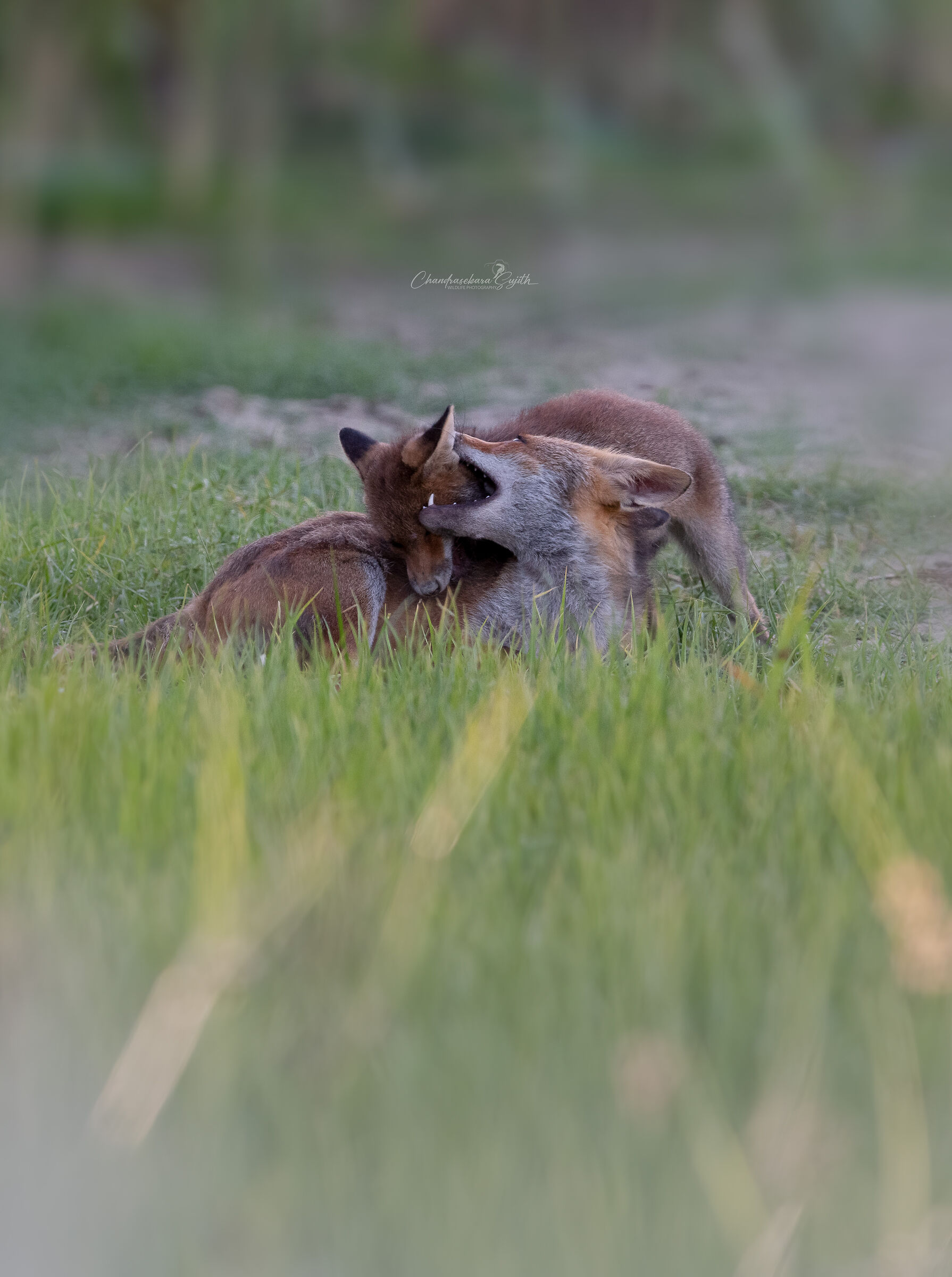 Mother fox with baby