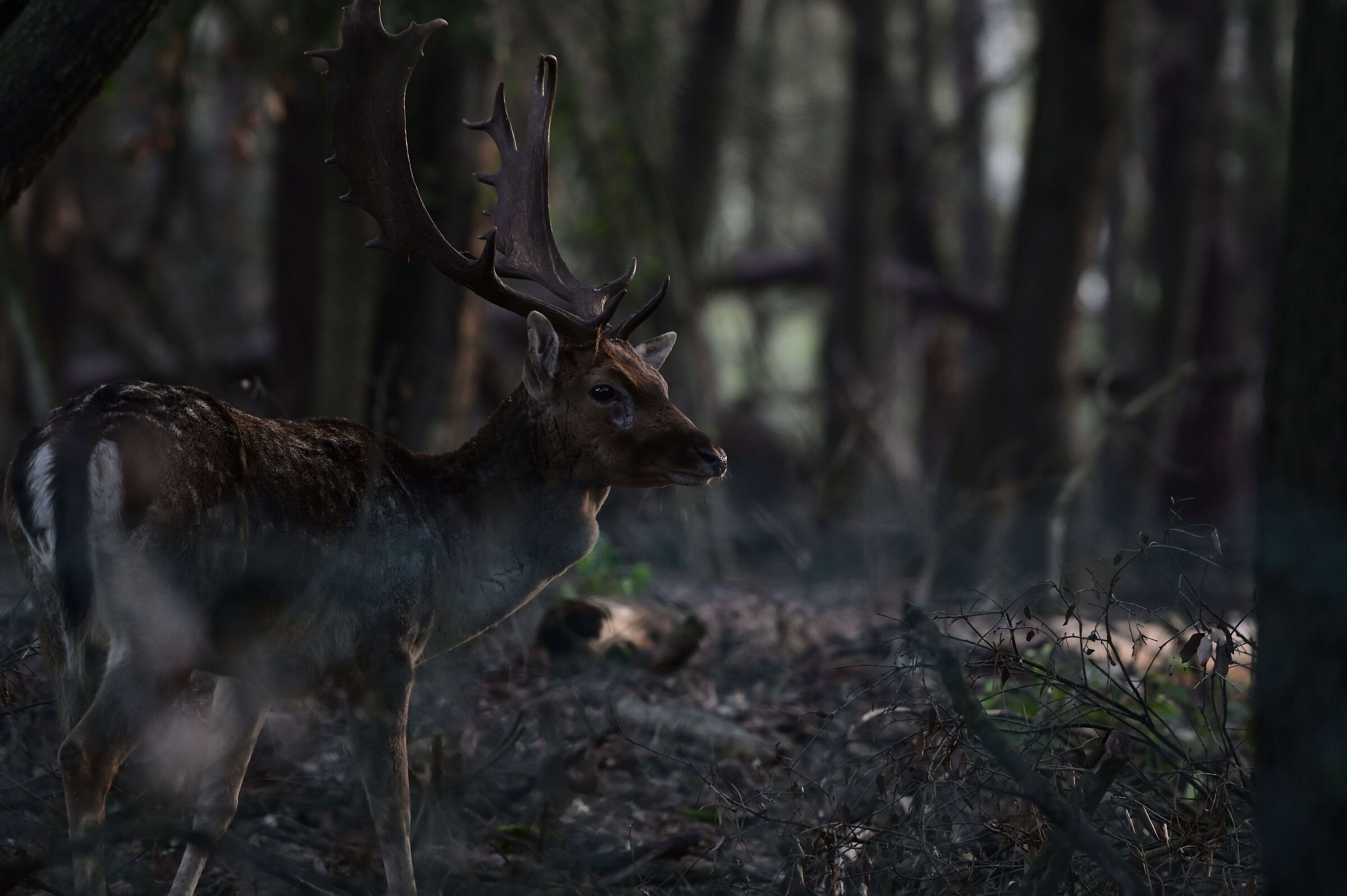 deer