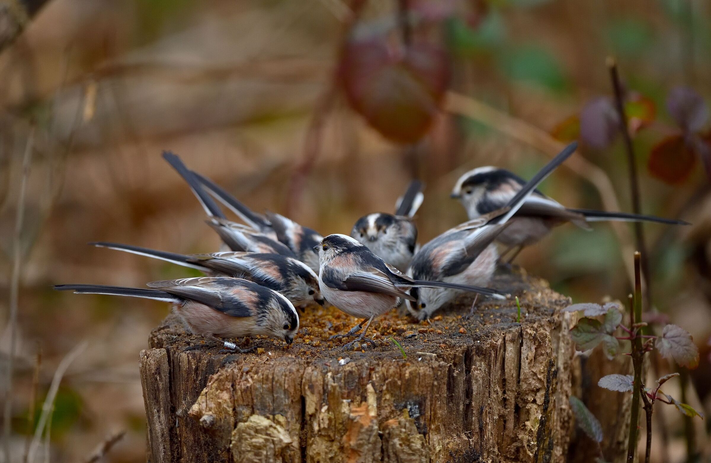 affollamento a mensa...
