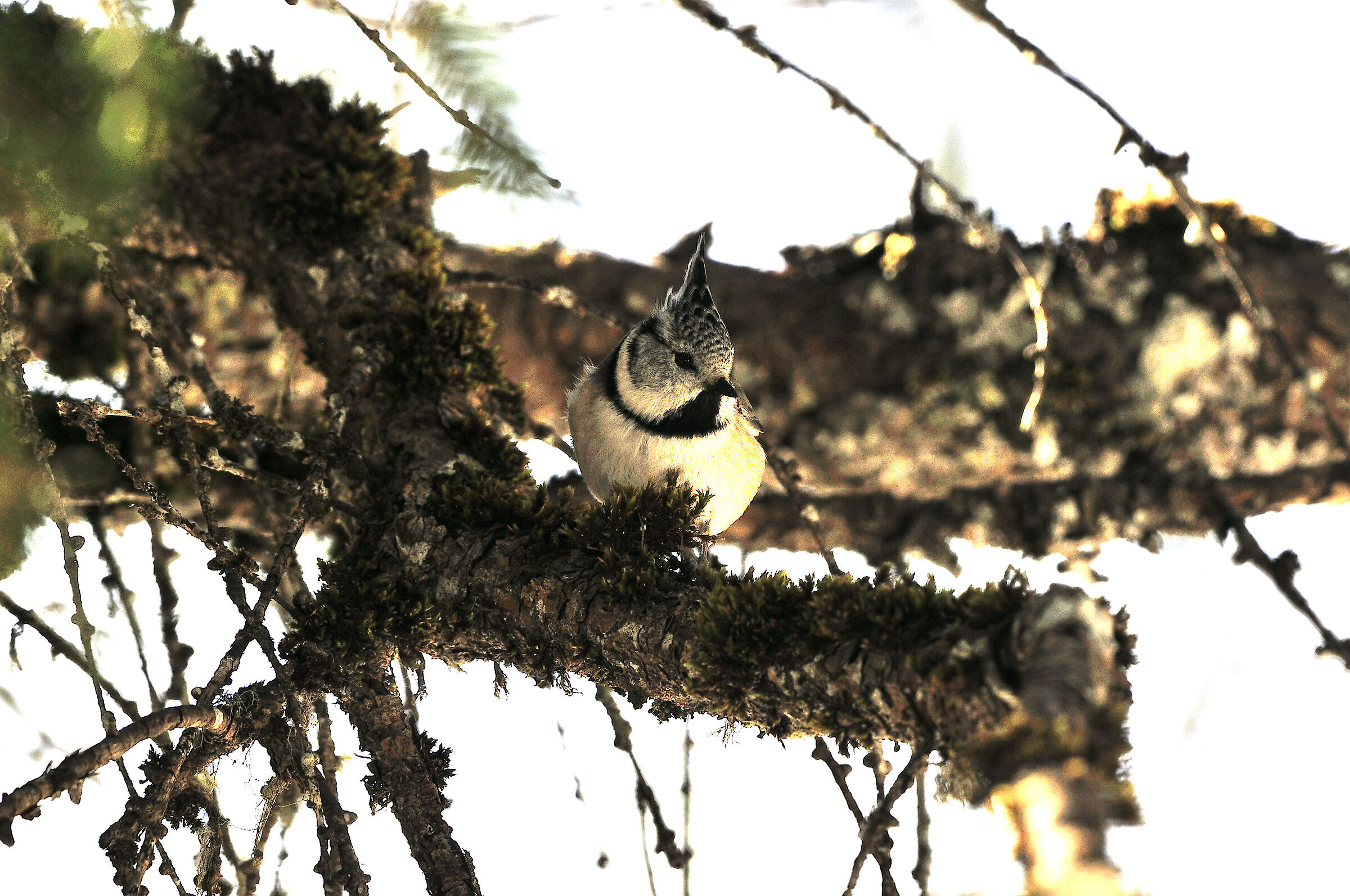 tufted