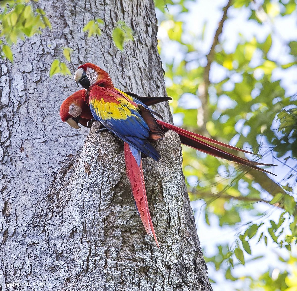 Scarlet Macaws -2