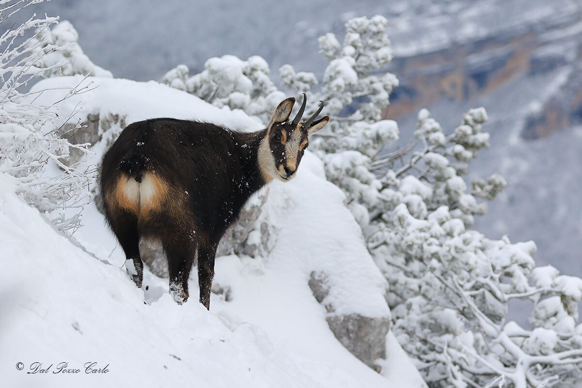 And let there be snow...