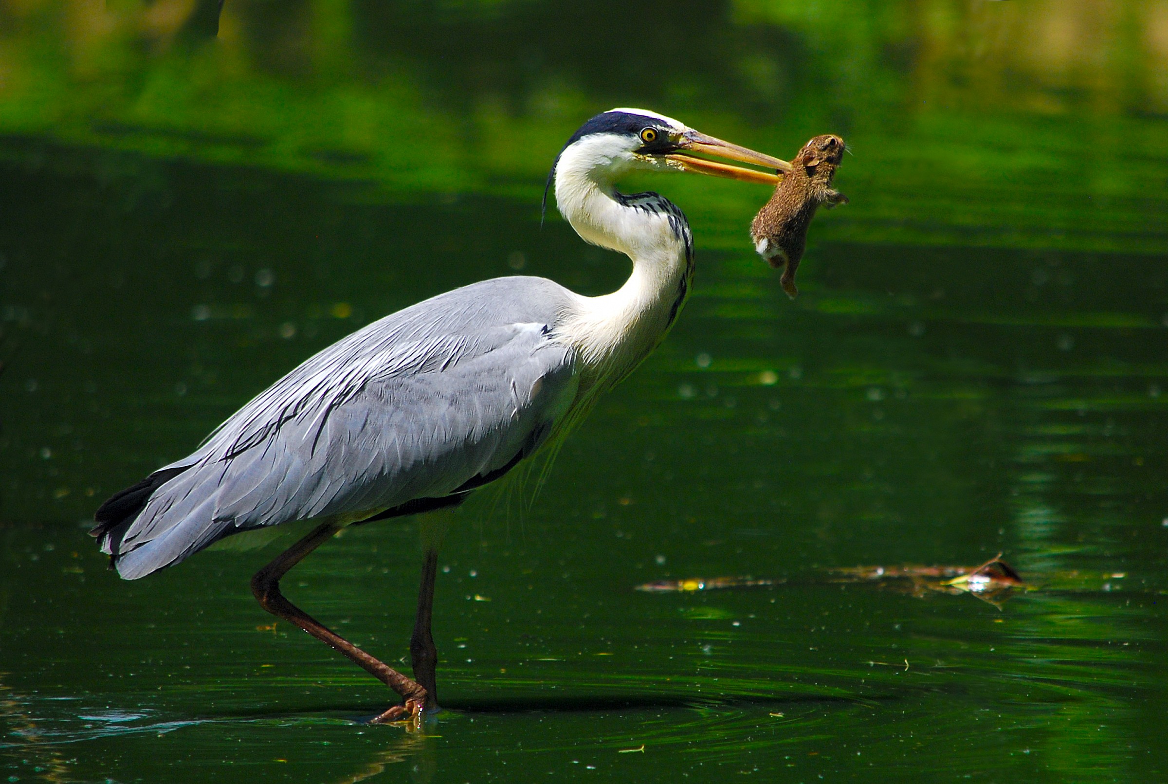 Airone che cattura leprottino