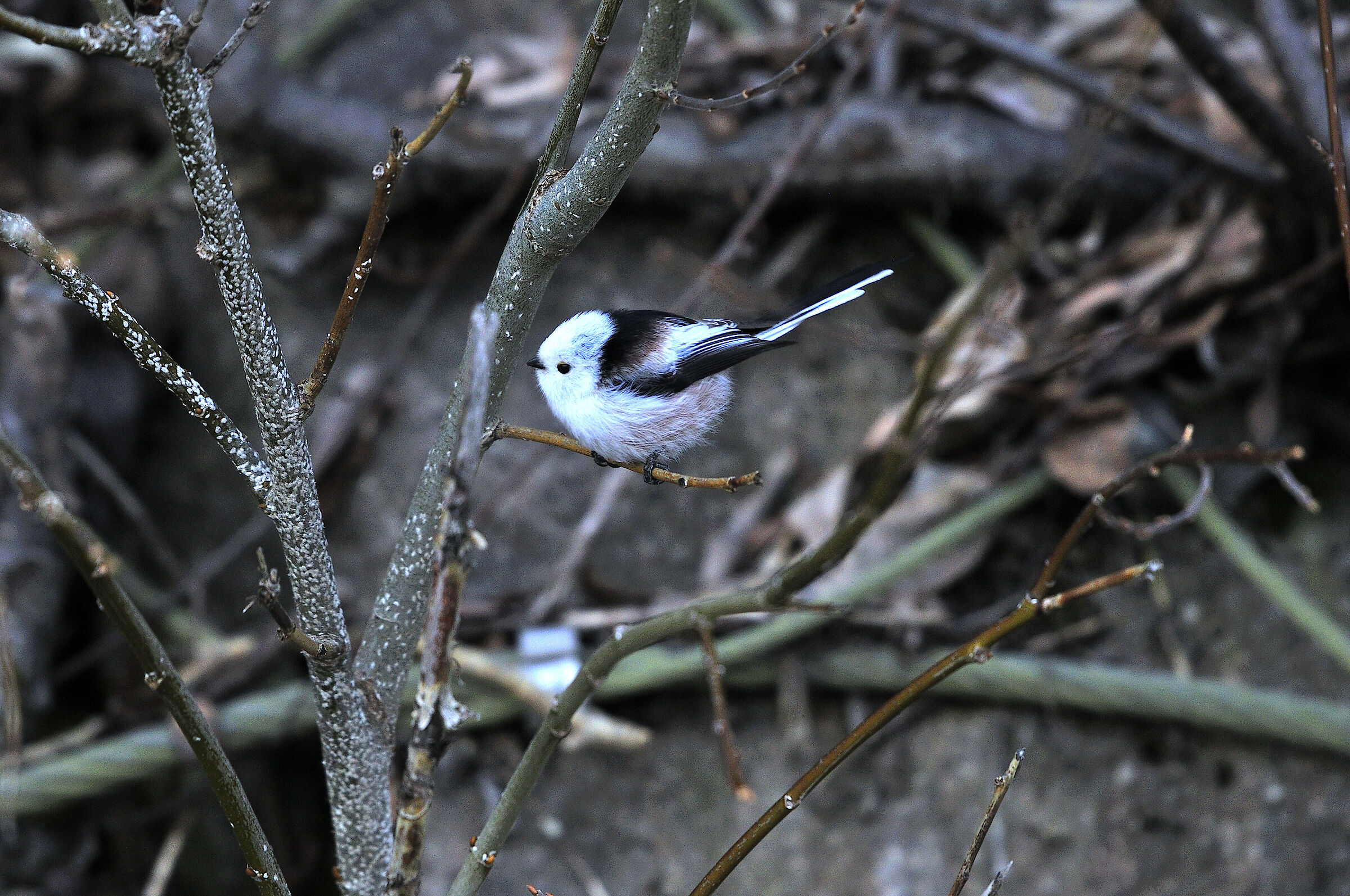 Long-tailed