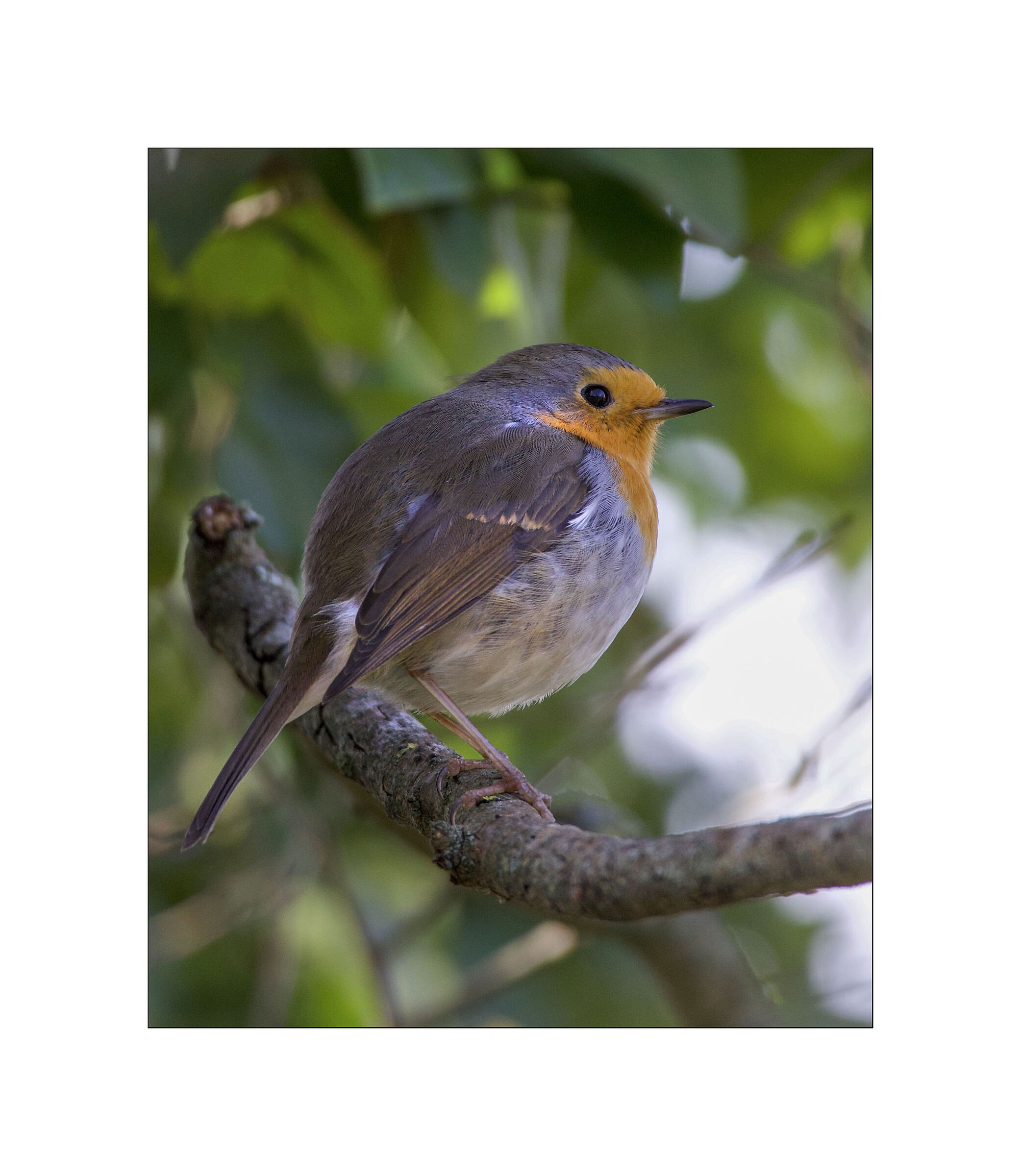 The Robin Friend