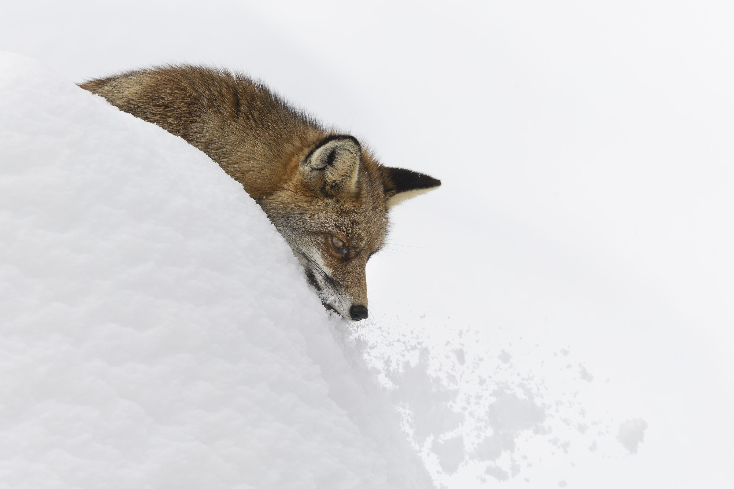 quando c'è troppa neve, volpe febbraio 2025