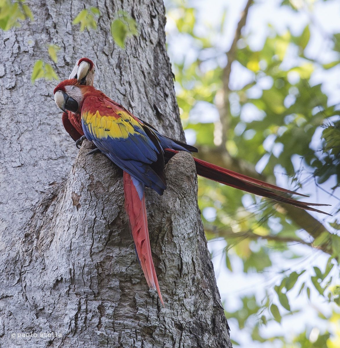 Scarlet Macaws on the nest -3