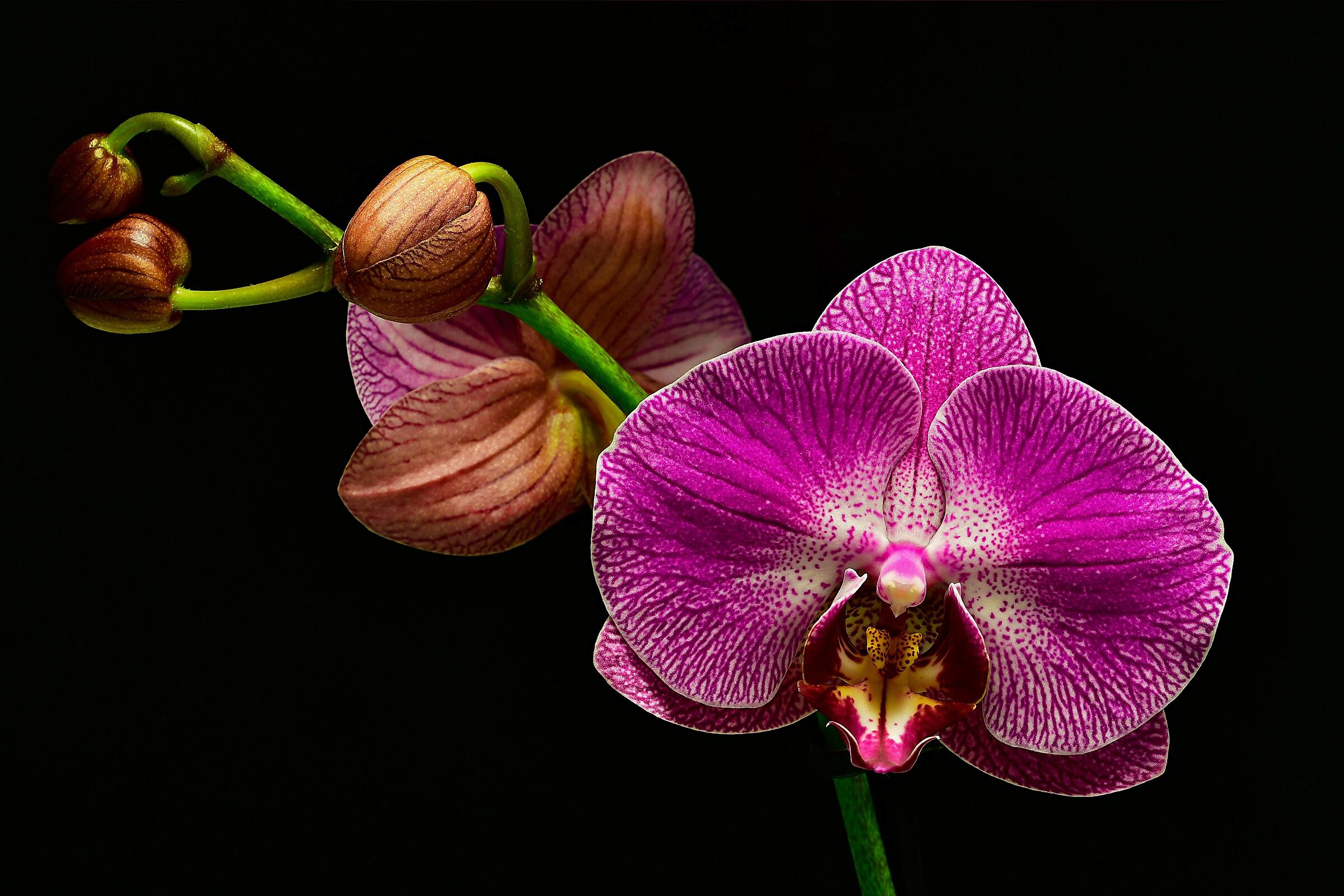 Orchidea