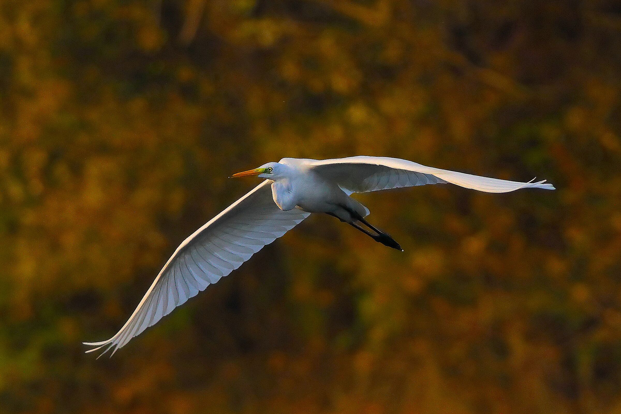 Airone BM 09 novembre 2024 - 0216