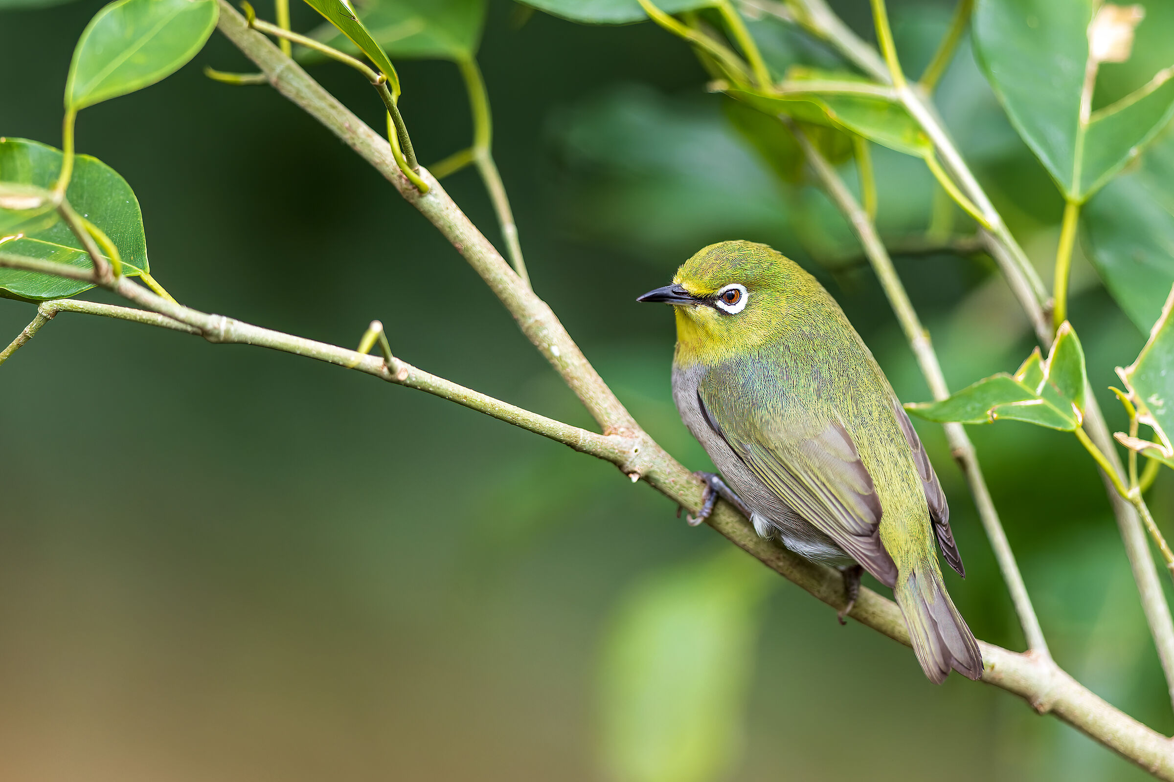 Zosterops japonicus (Japanese goggle)