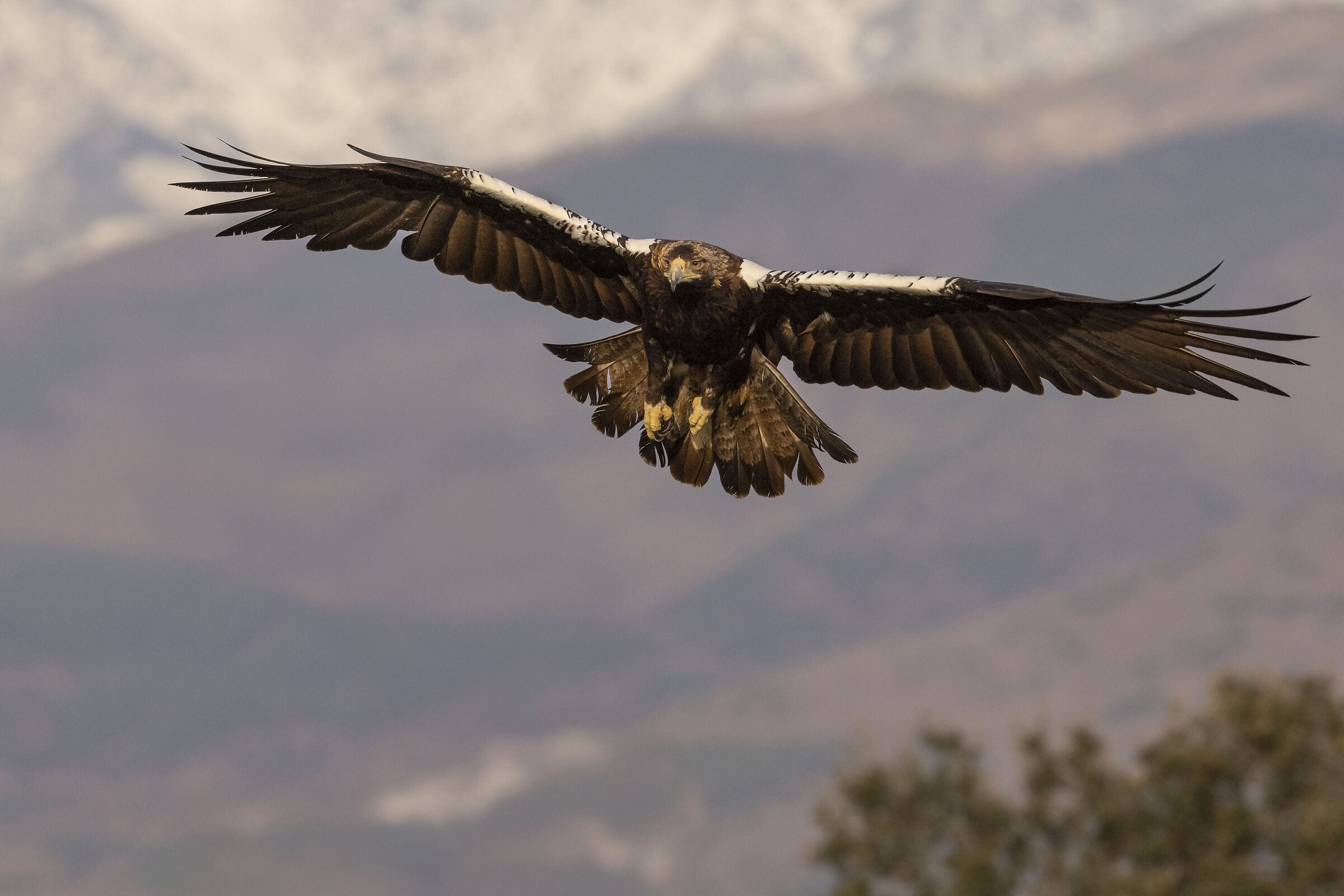 Female Imperial Eagle
