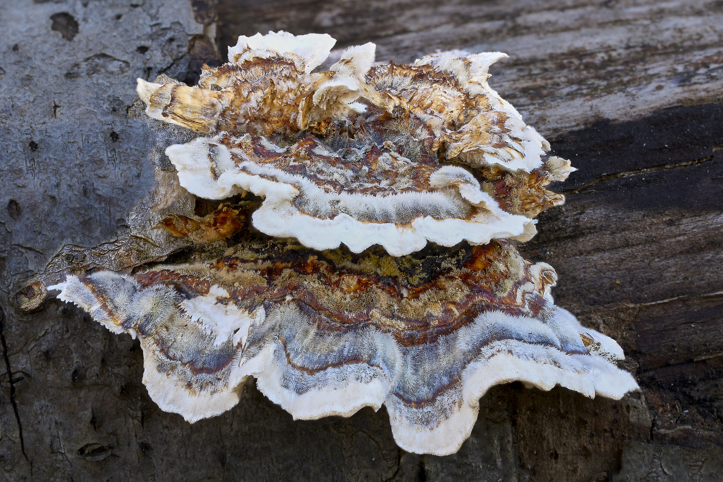 Funghi lignicoli # 2