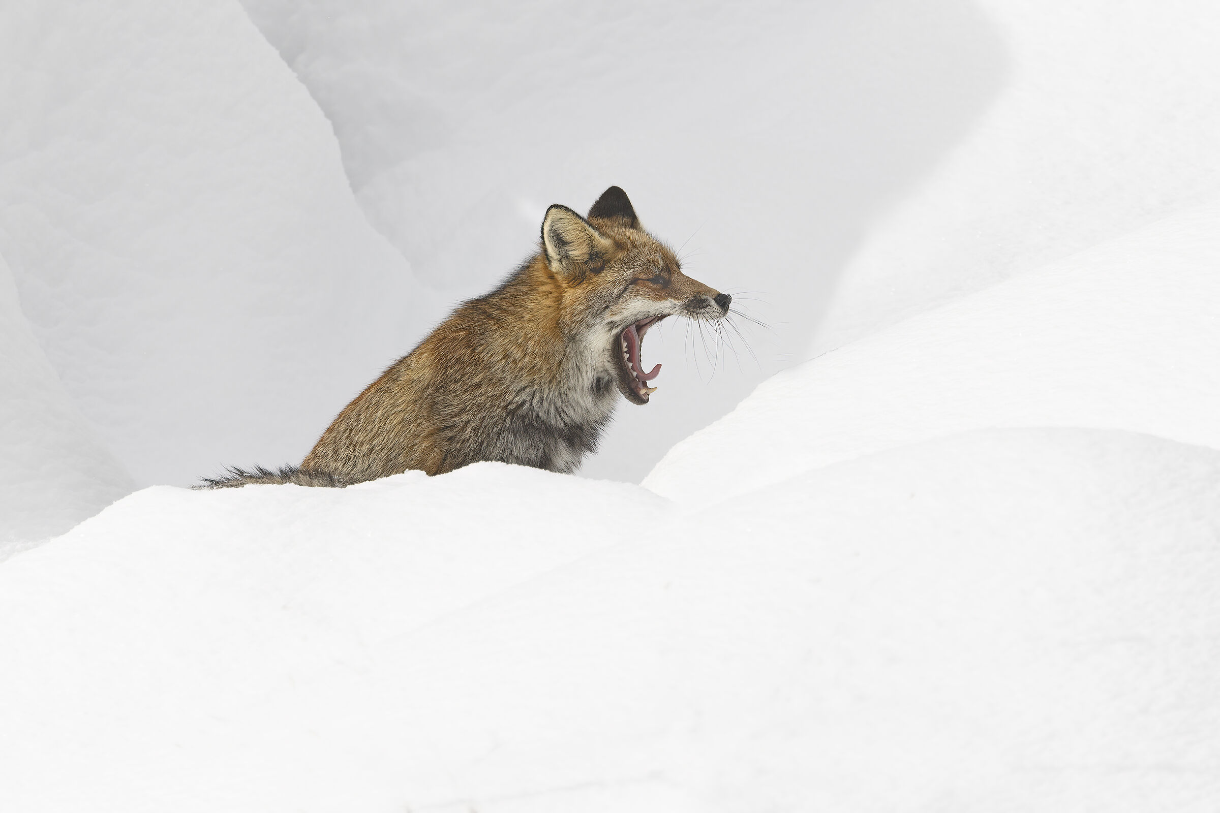 la neve e la volpe, febbraio 2025