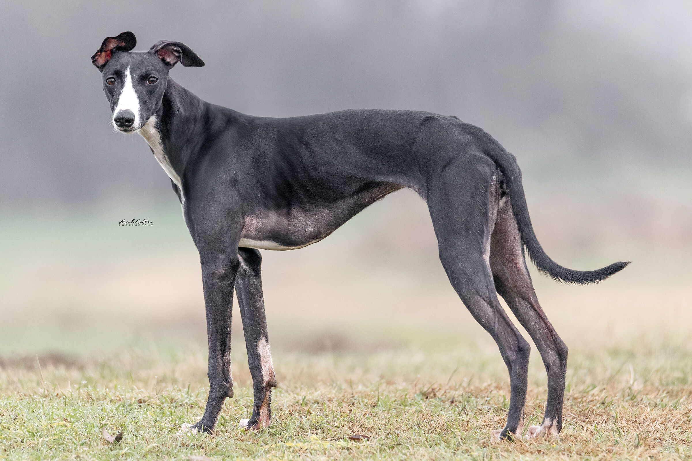 Beatrix, giovane Whippet.