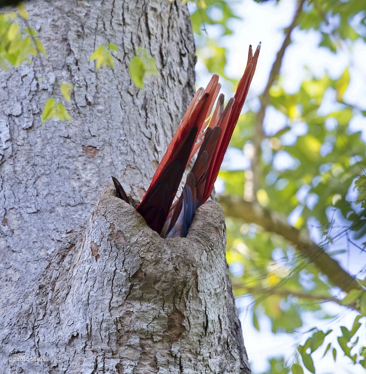 Scarlet Macaws inside the nest -4