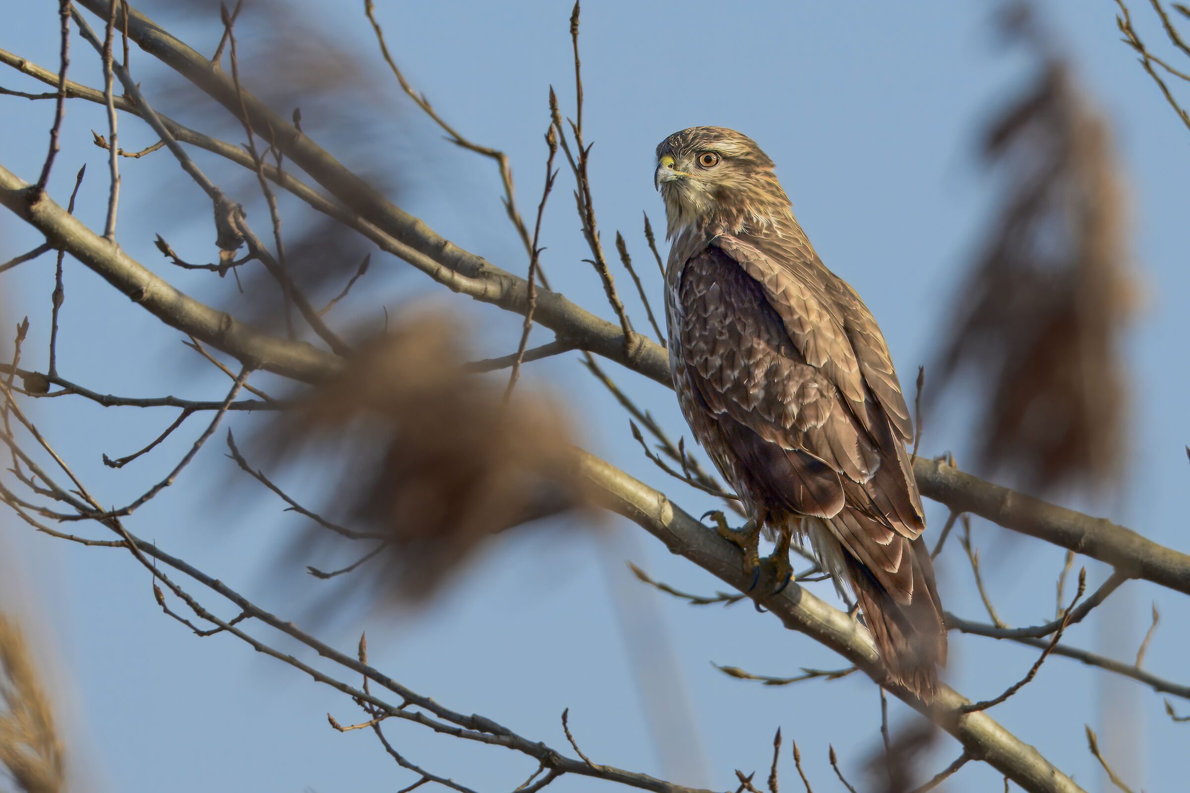 Hidden among the branches