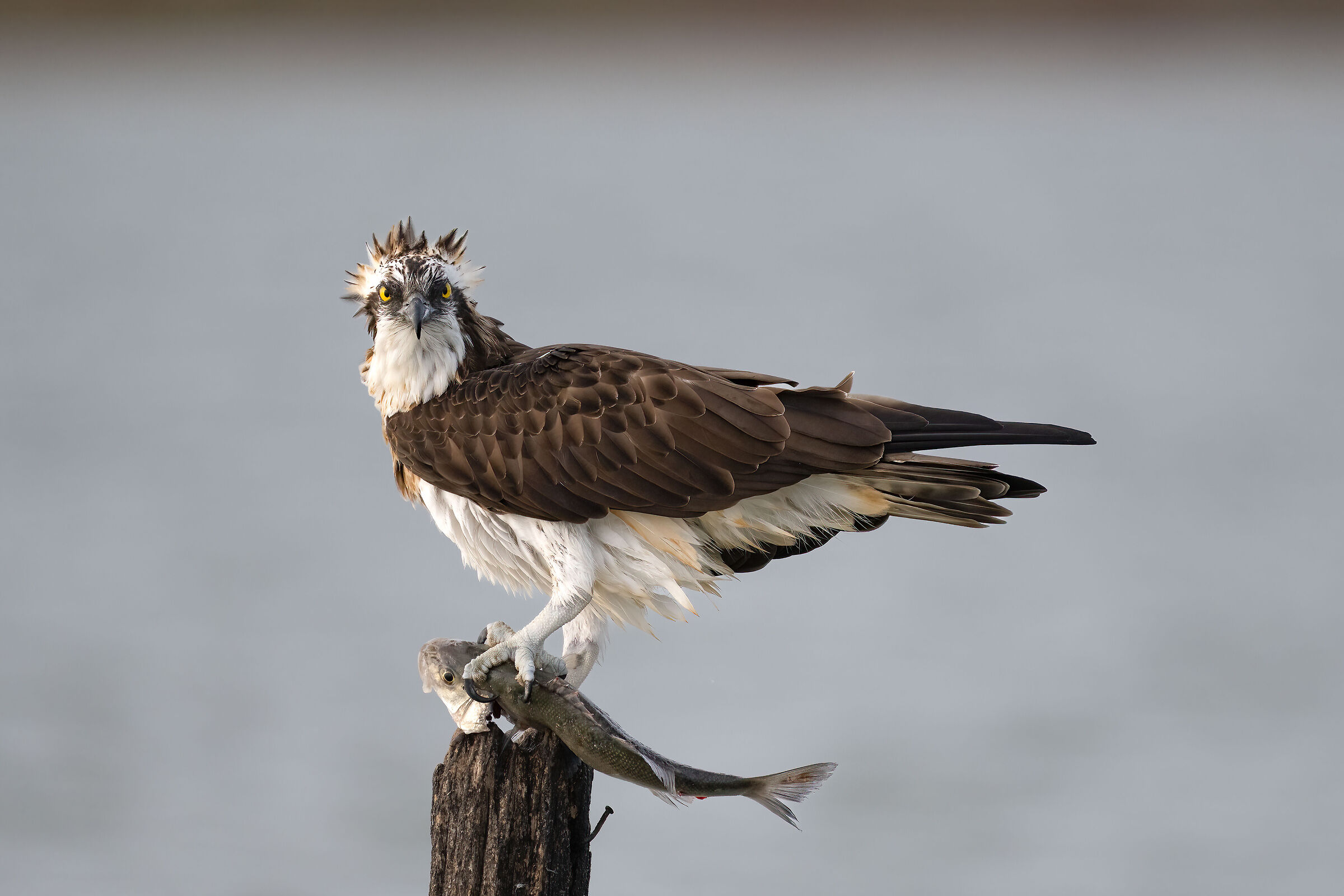 Osprey -Pandion haliaetus - Cabras - Sardinia