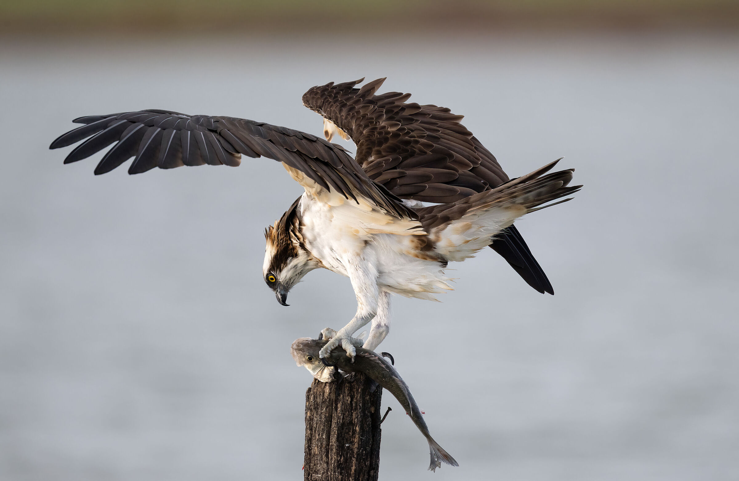 Osprey -Pandion haliaetus - Cabras - Sardinia