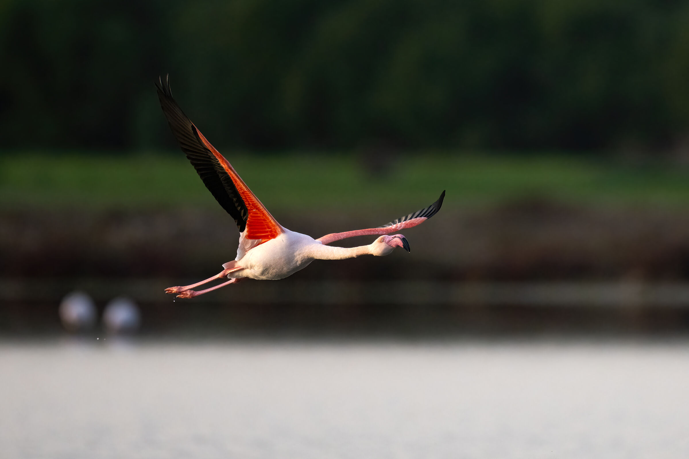 Pink Flamingo -Cabras - Sardinia