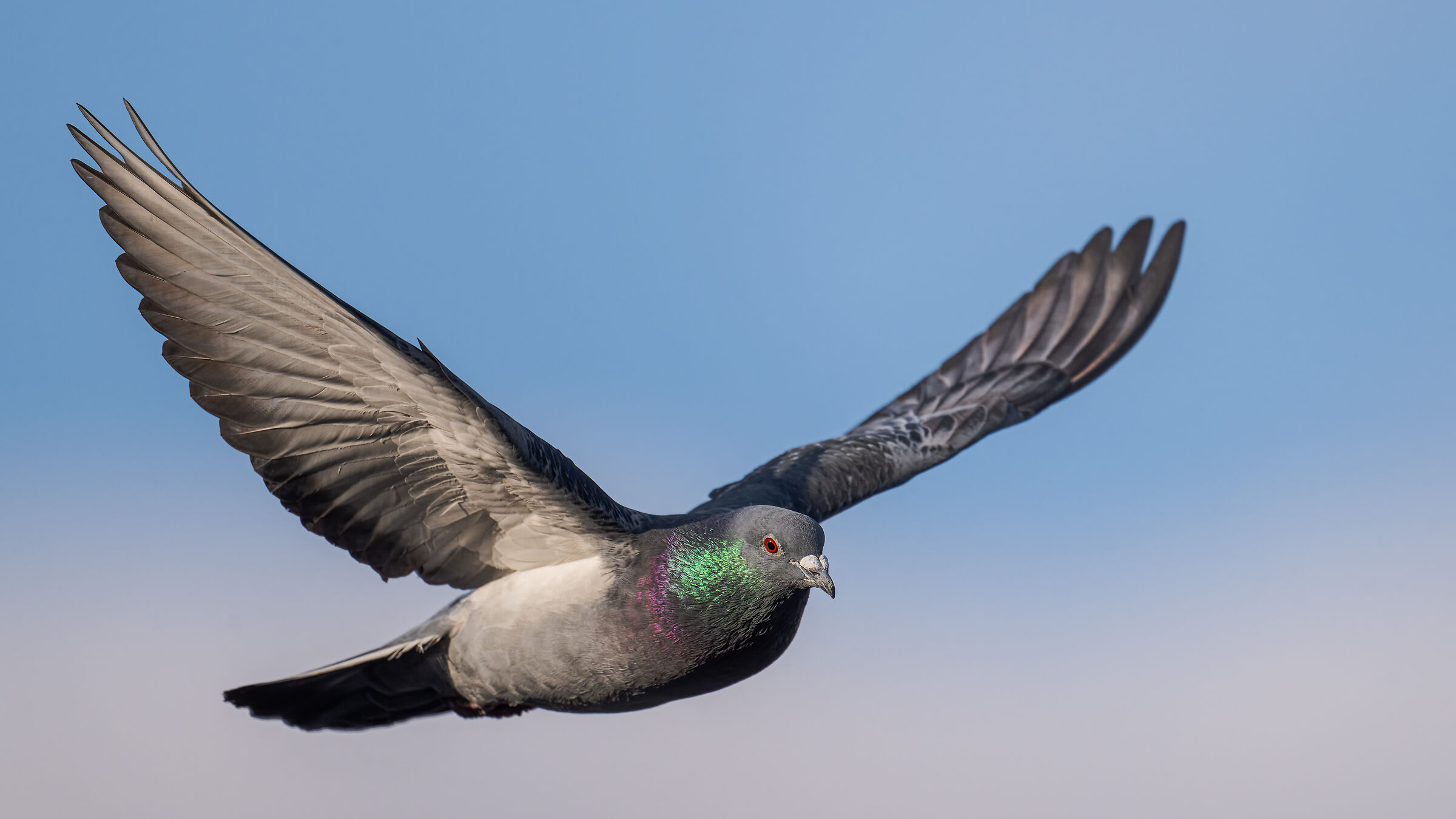 common pigeon