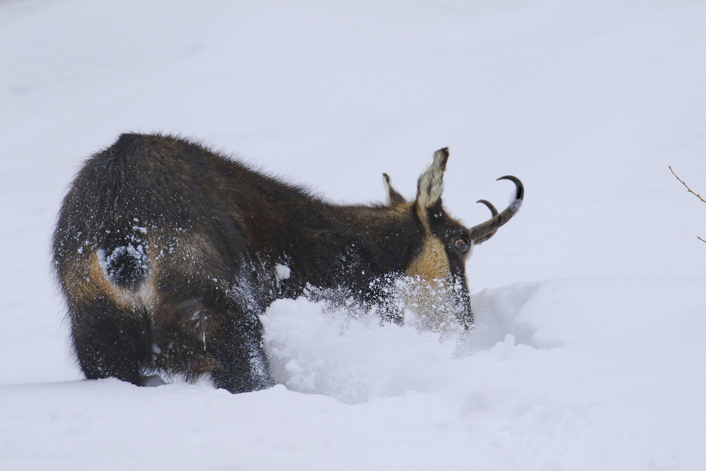 alla ricerca di cibo, camoscio