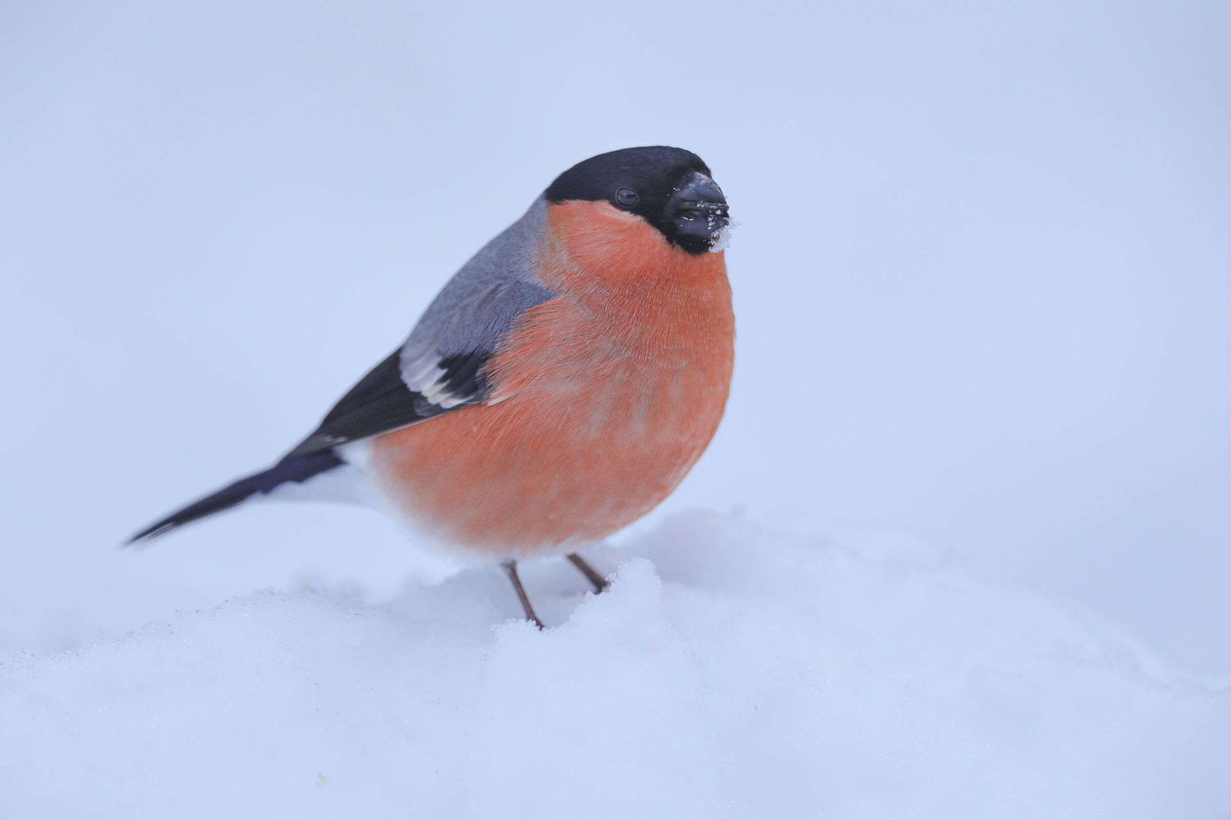 troppa neve per il ciuffolotto maschio