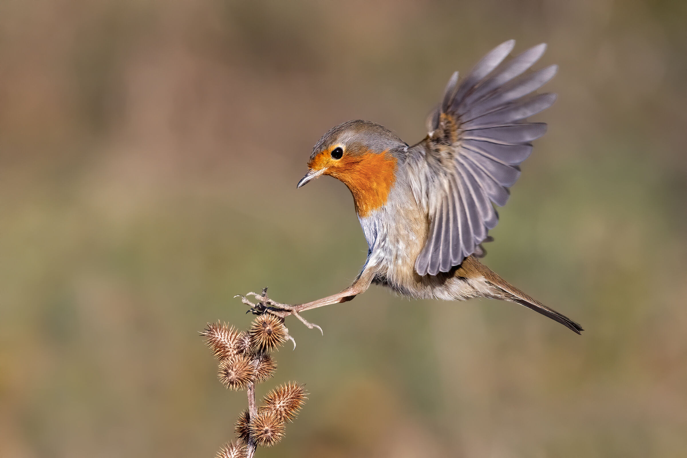 Robin