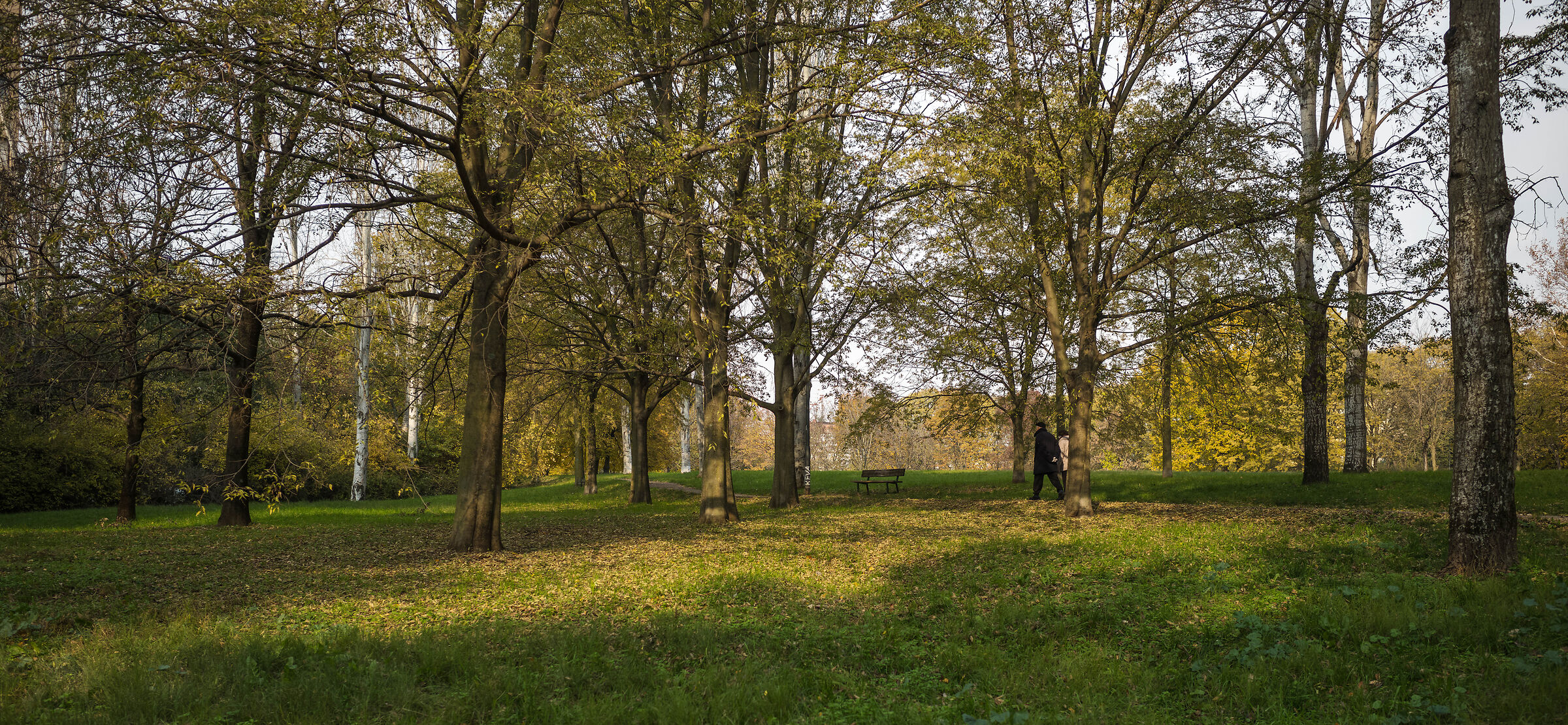 Shadows and light in the park