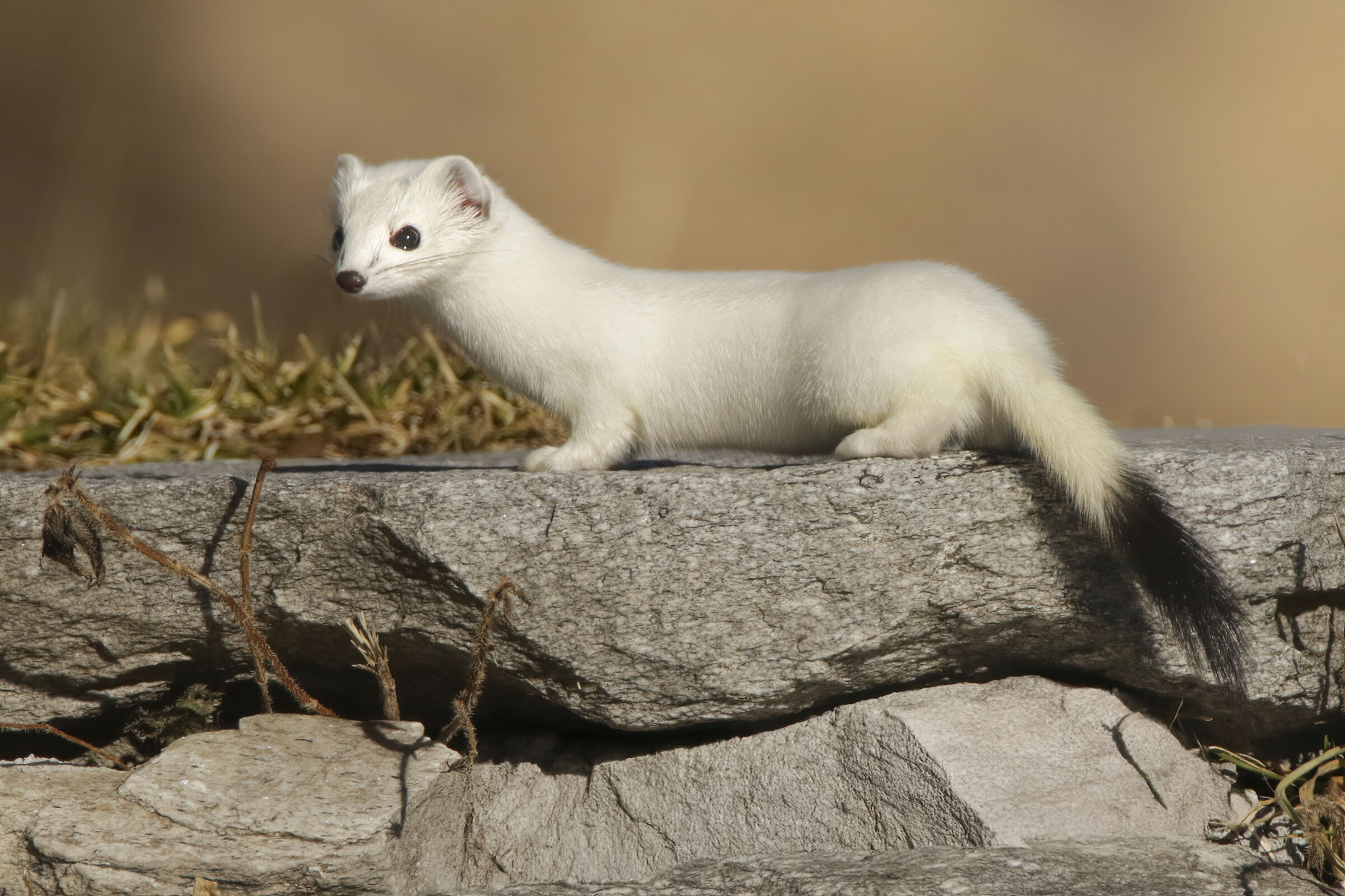 Ermine studies the territory