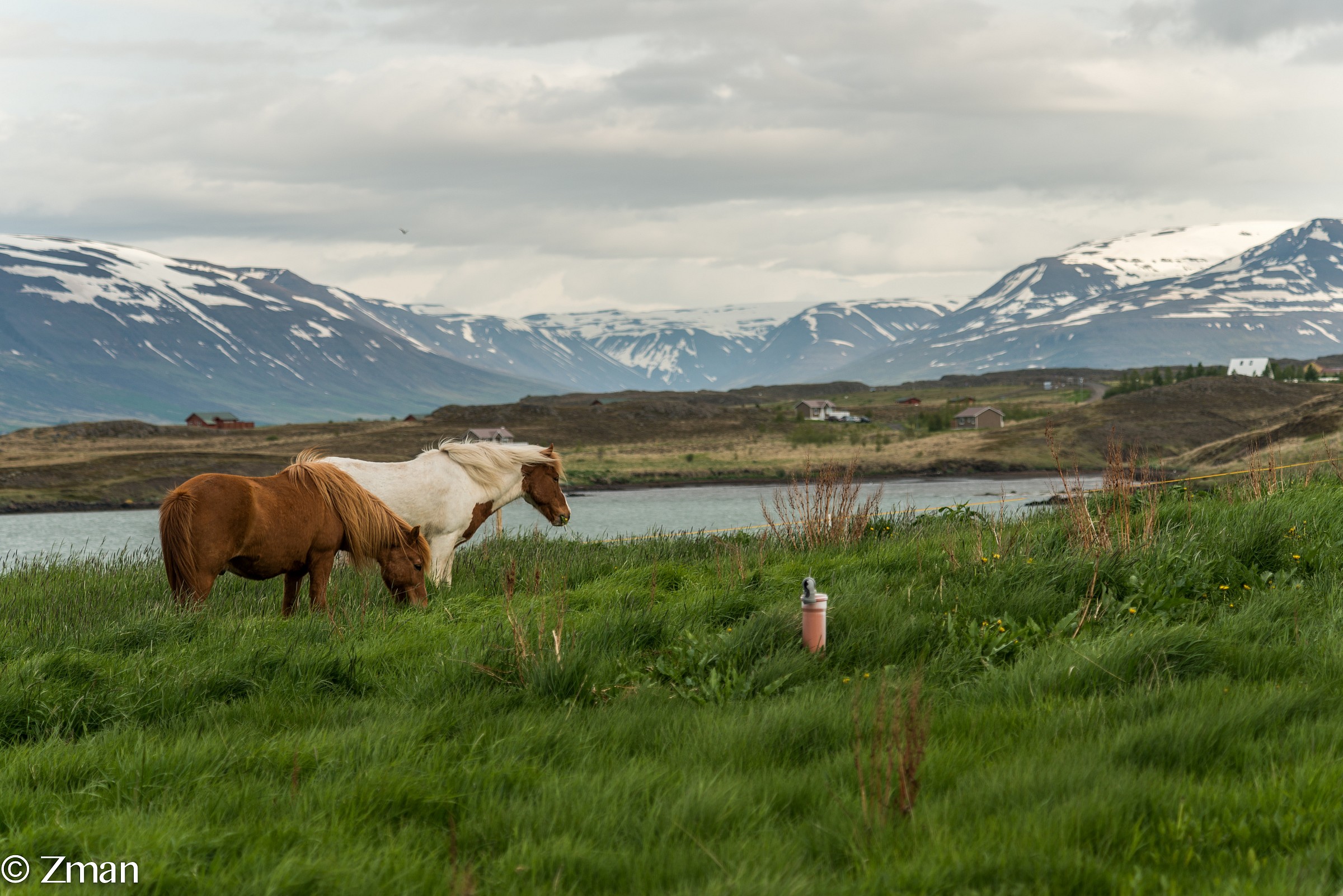 The Icelandic Horses Grazing