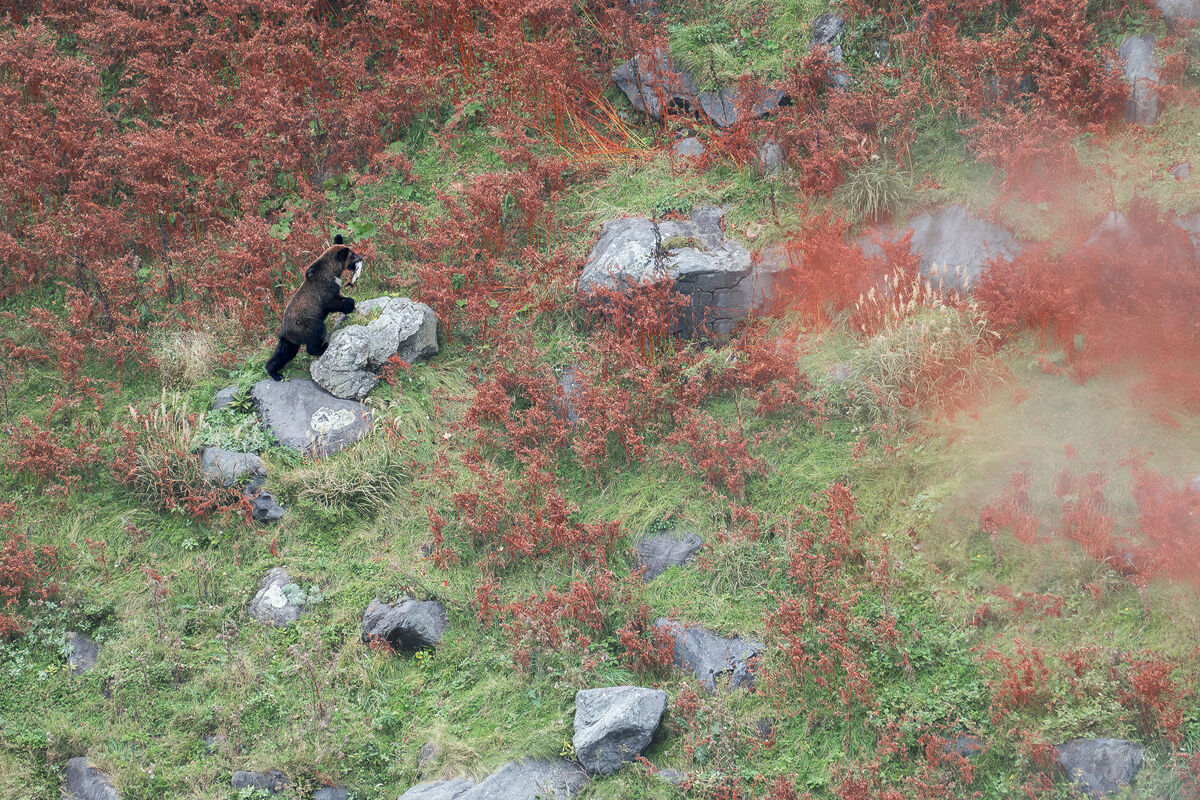 Hokkaido Grizzly Bear