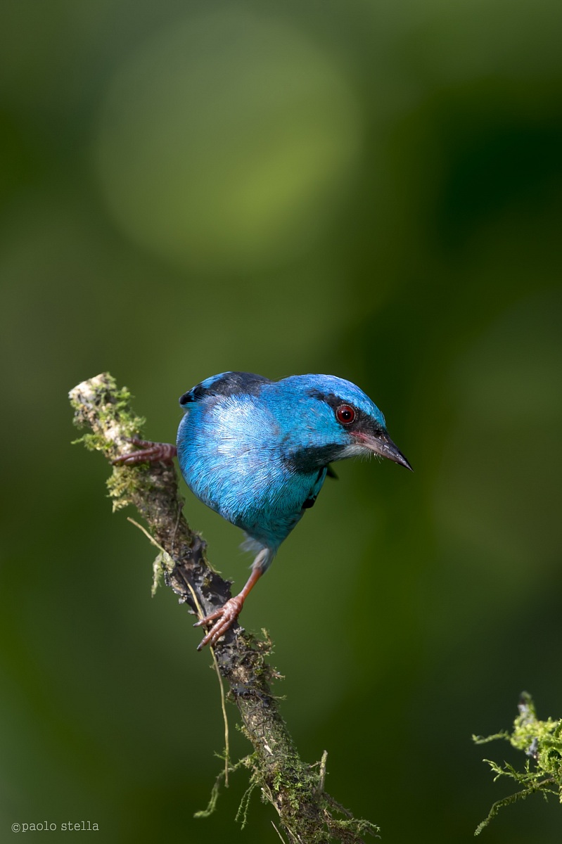 Blue Dacnis male on a branch