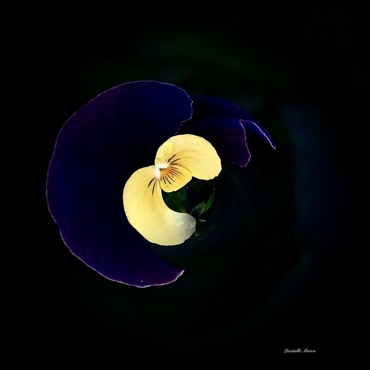 Violet