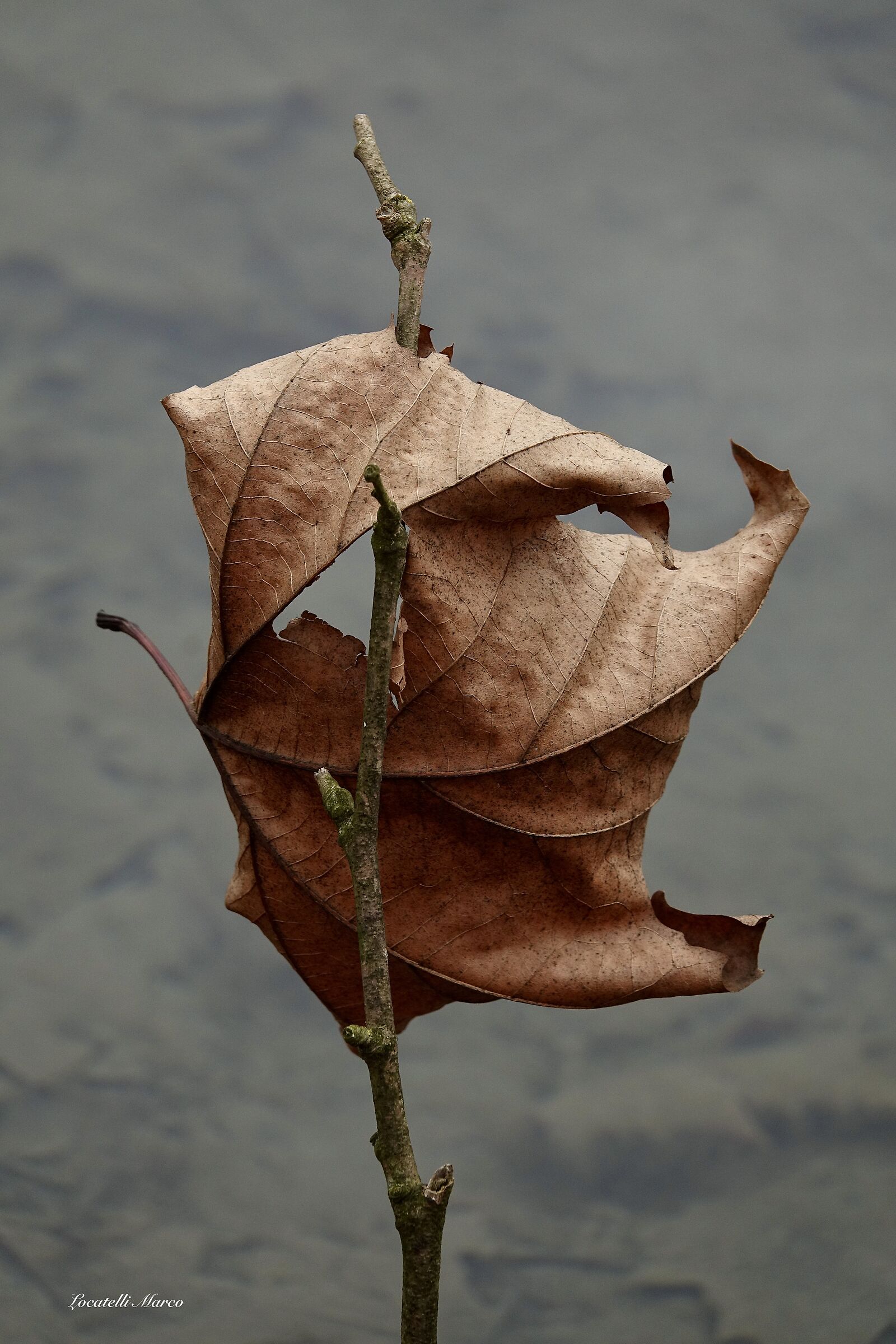 Leaf