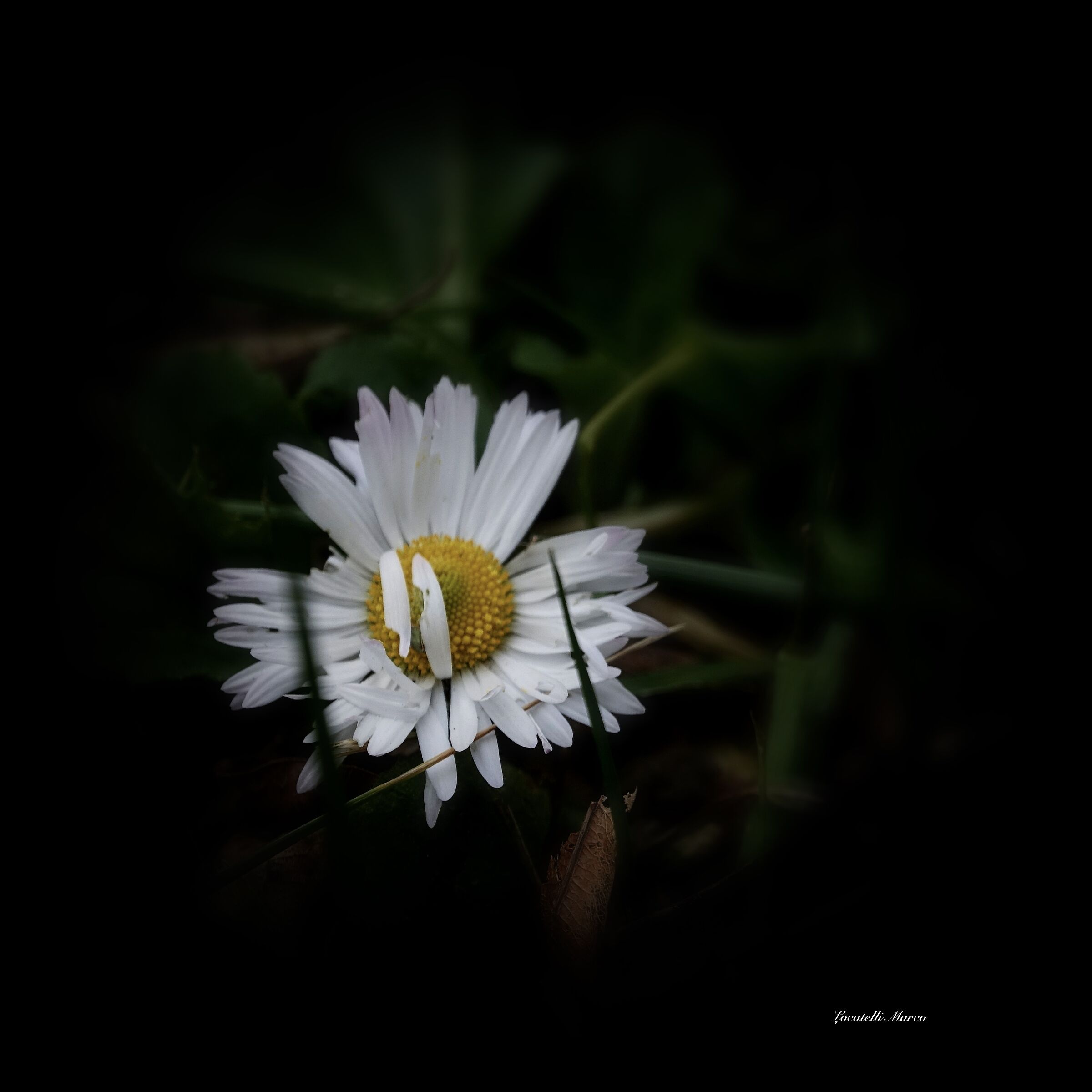 Daisy