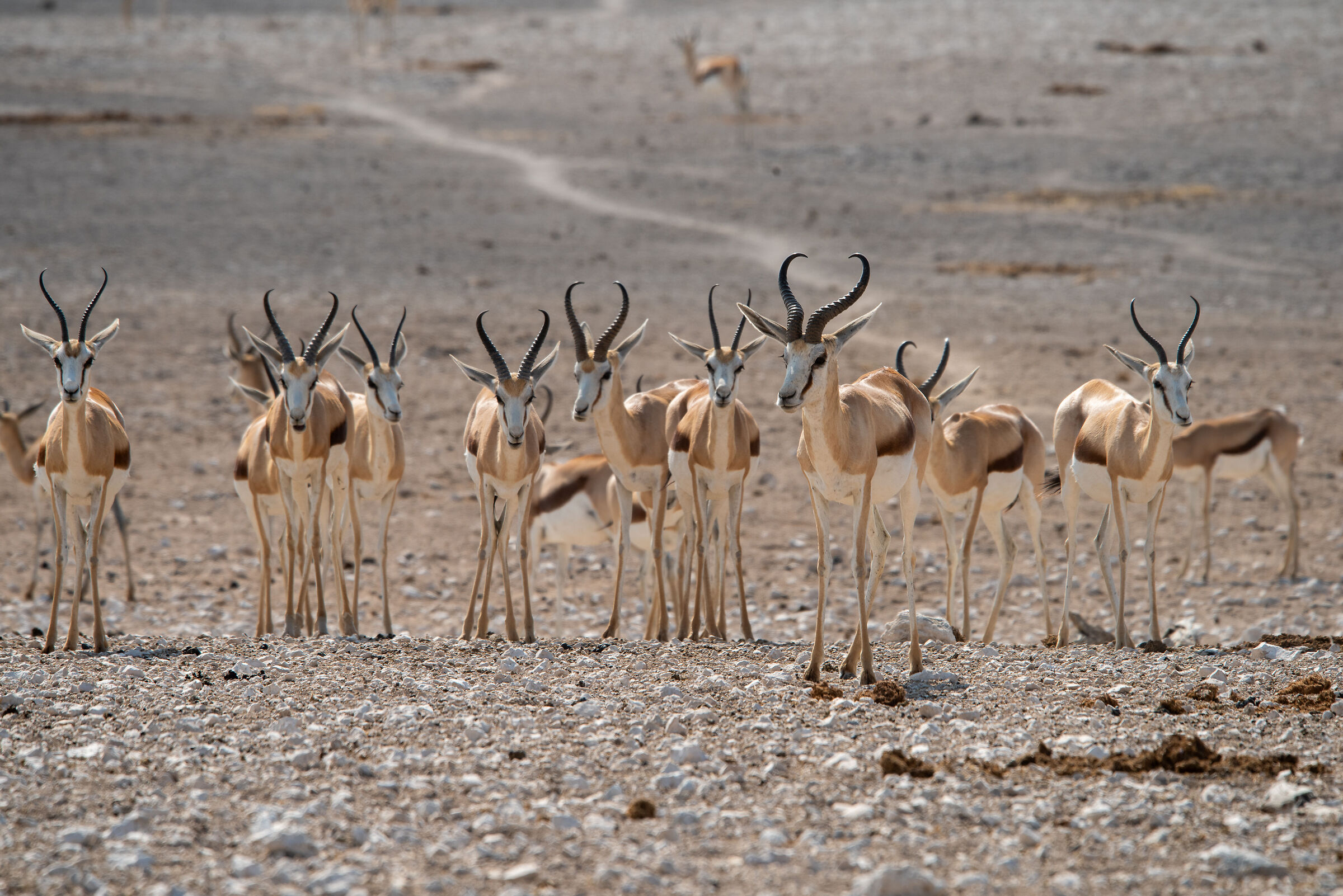 Springboks, Antidorcas marsupialis