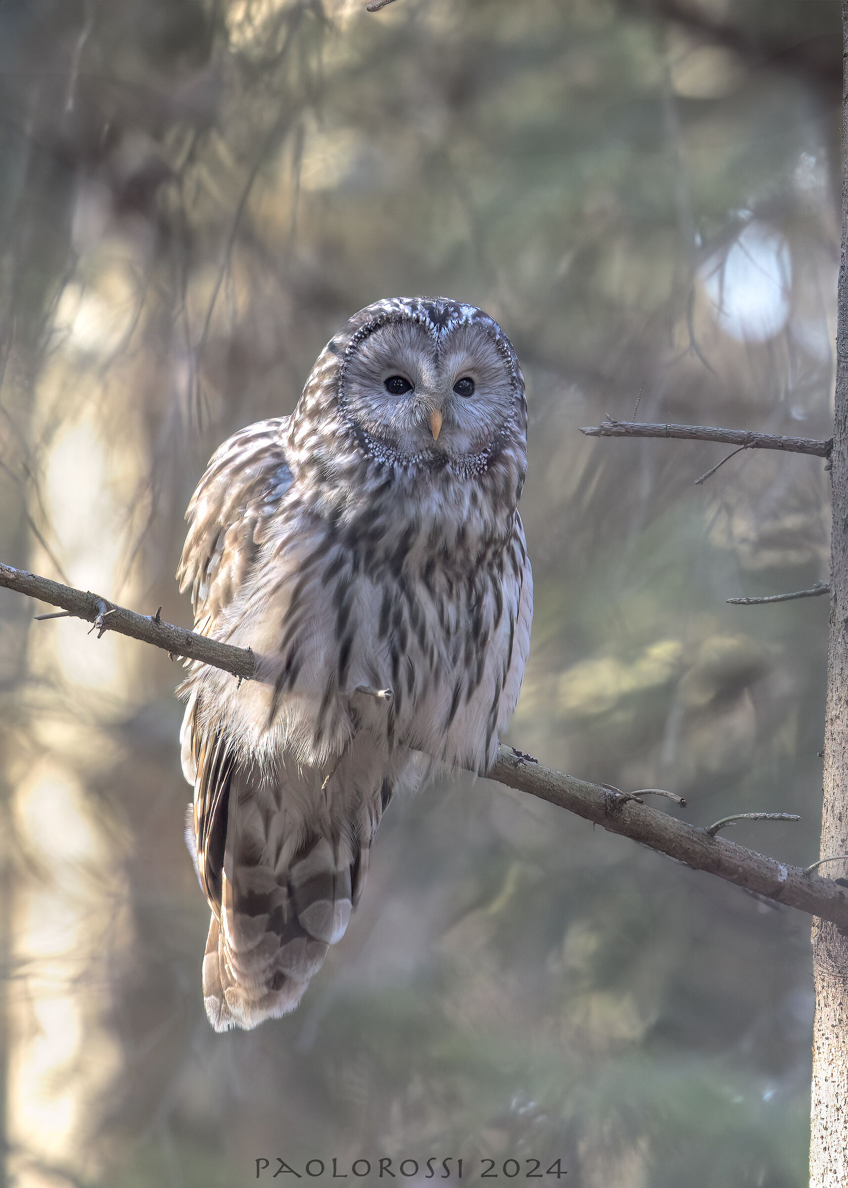 Ural Owl...