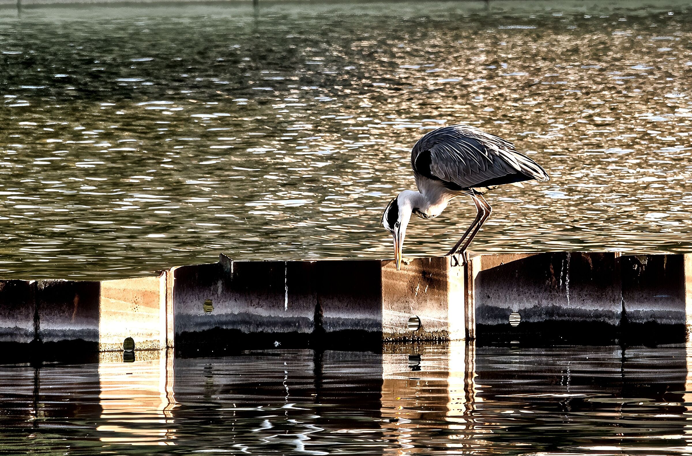 Grey heron