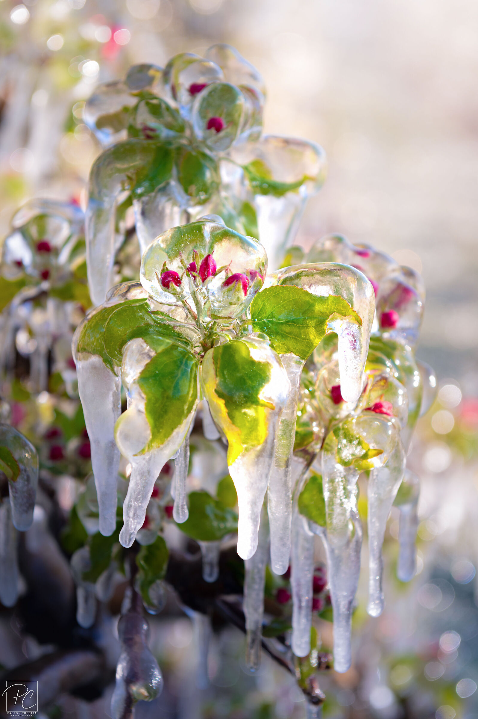 Anti-frost irrigation on apple trees in bloom
