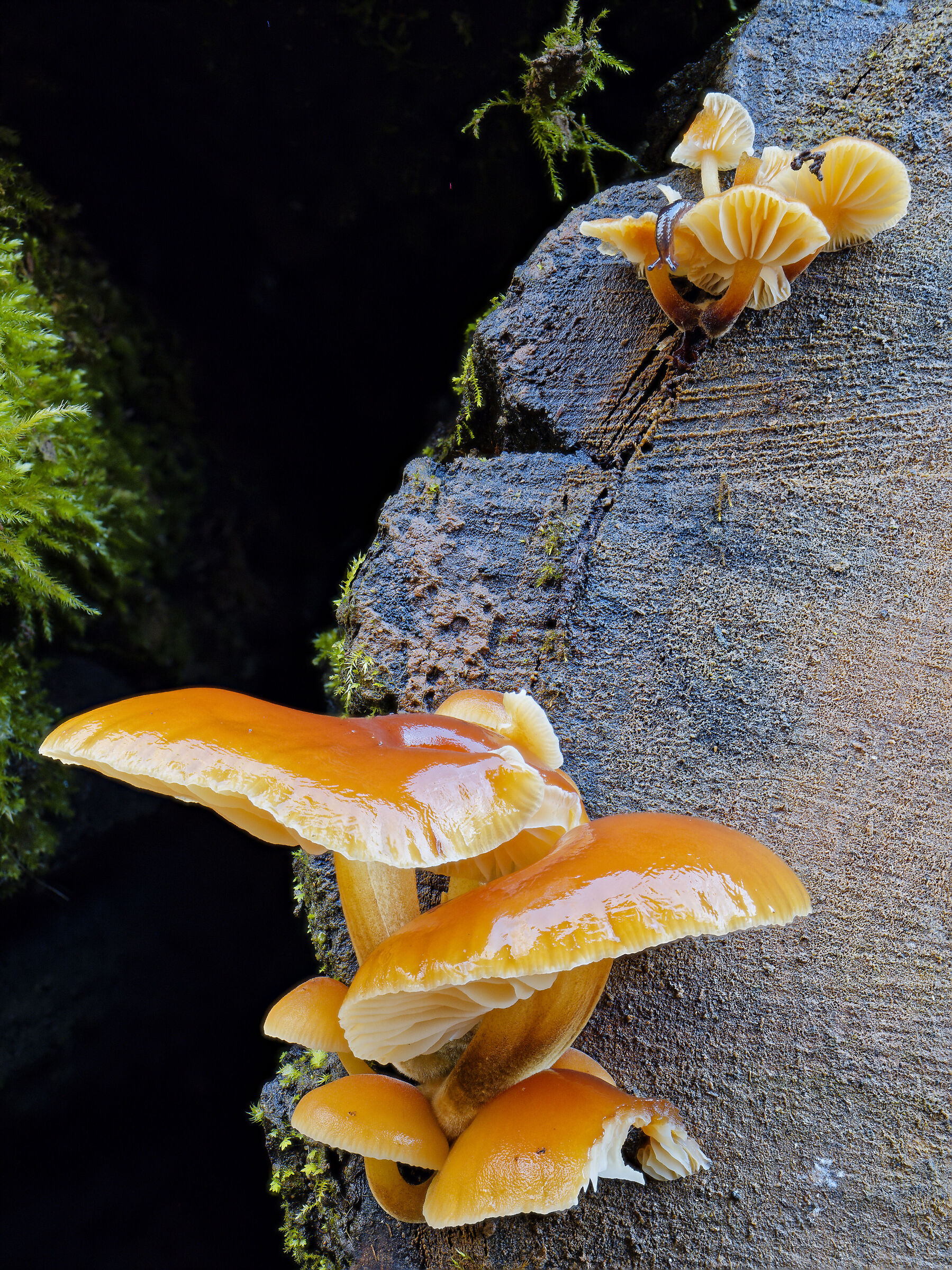 Funghi Gialli 1 (Flammulina velutipes)