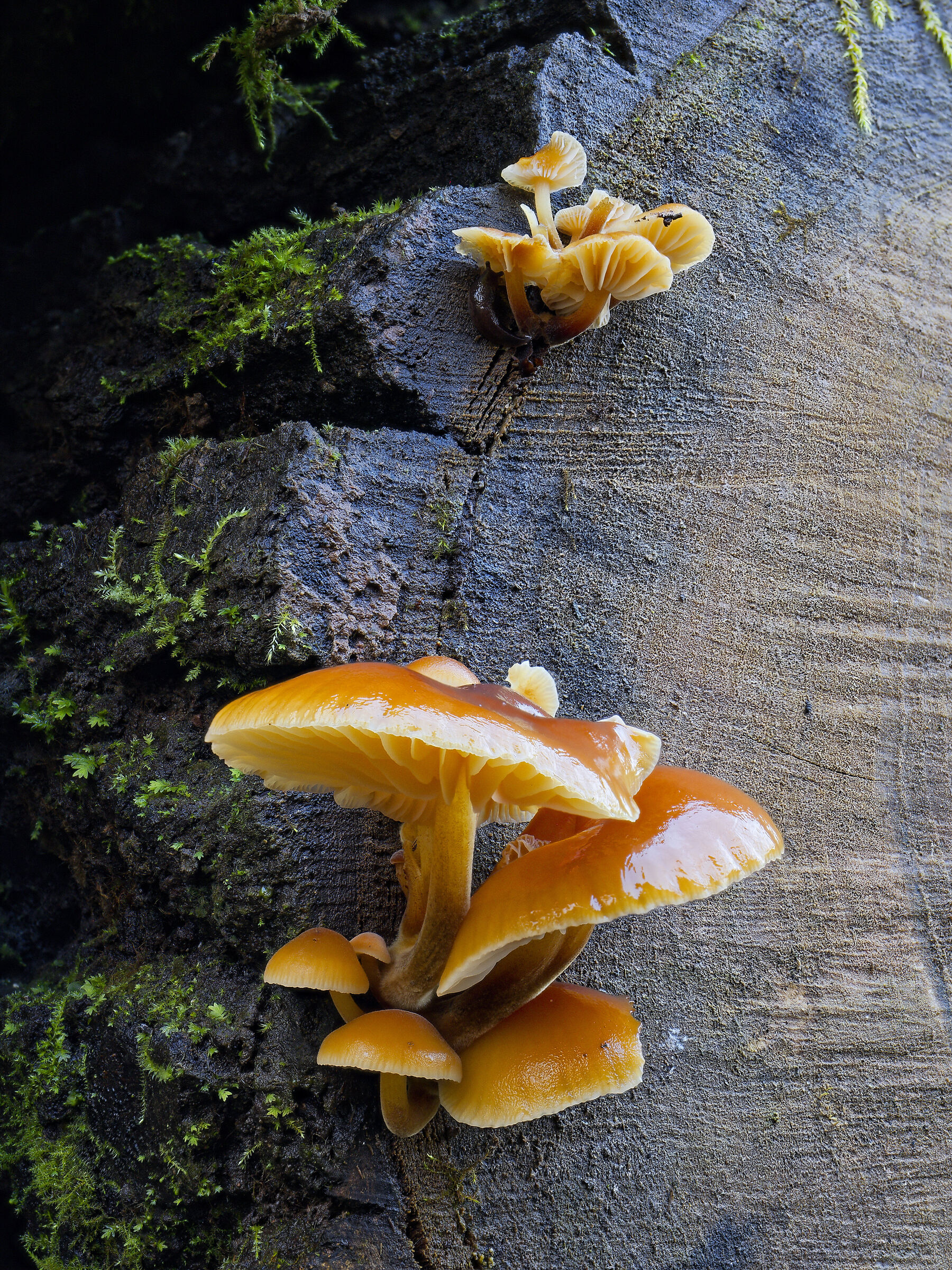 Funghi Gialli 2 (Flammulina velutipes)