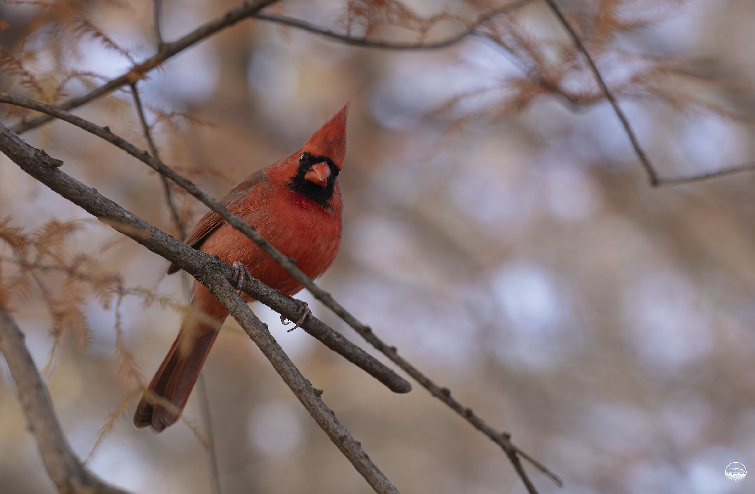 Cardinal Red