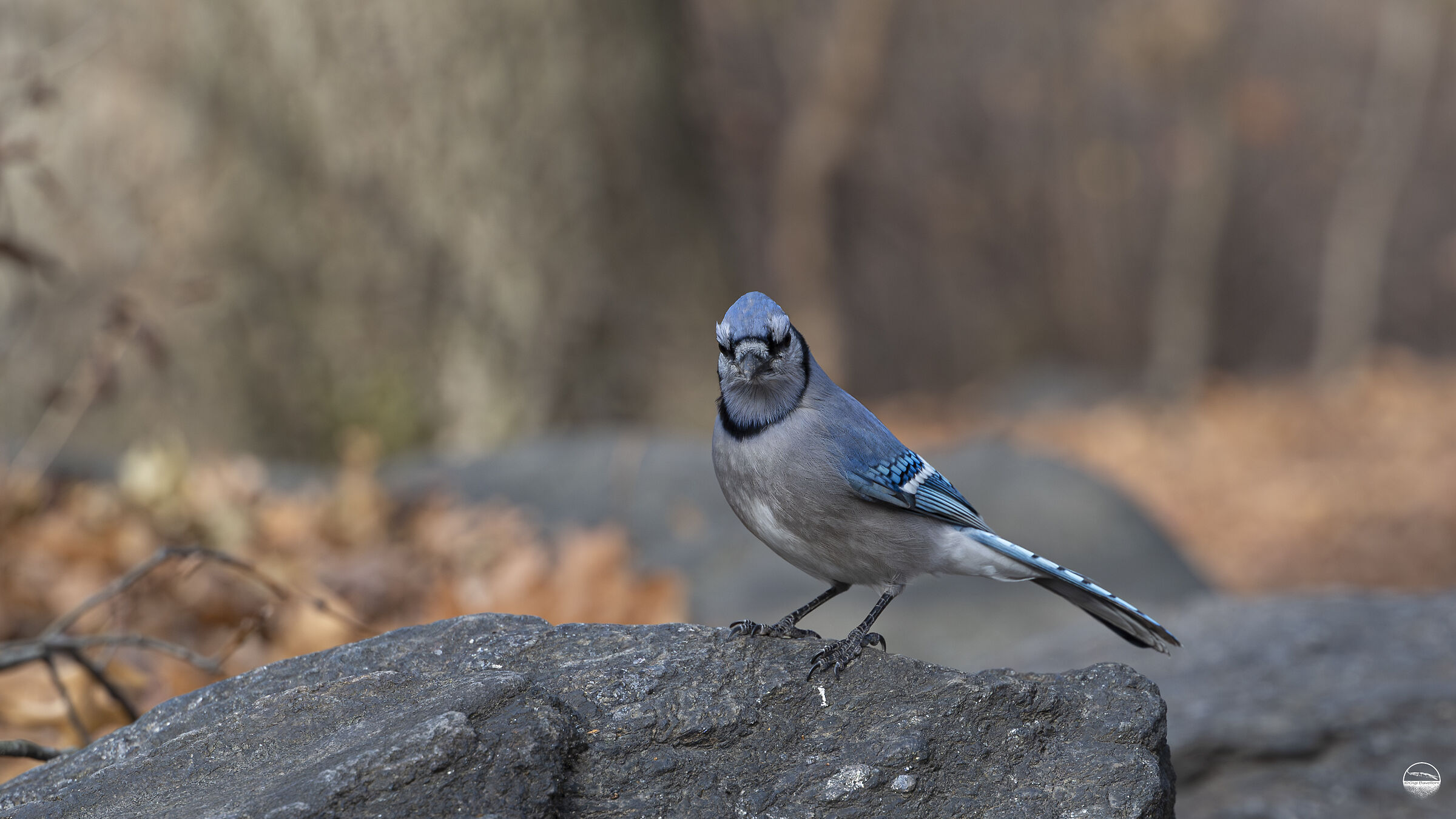 Blue Jay