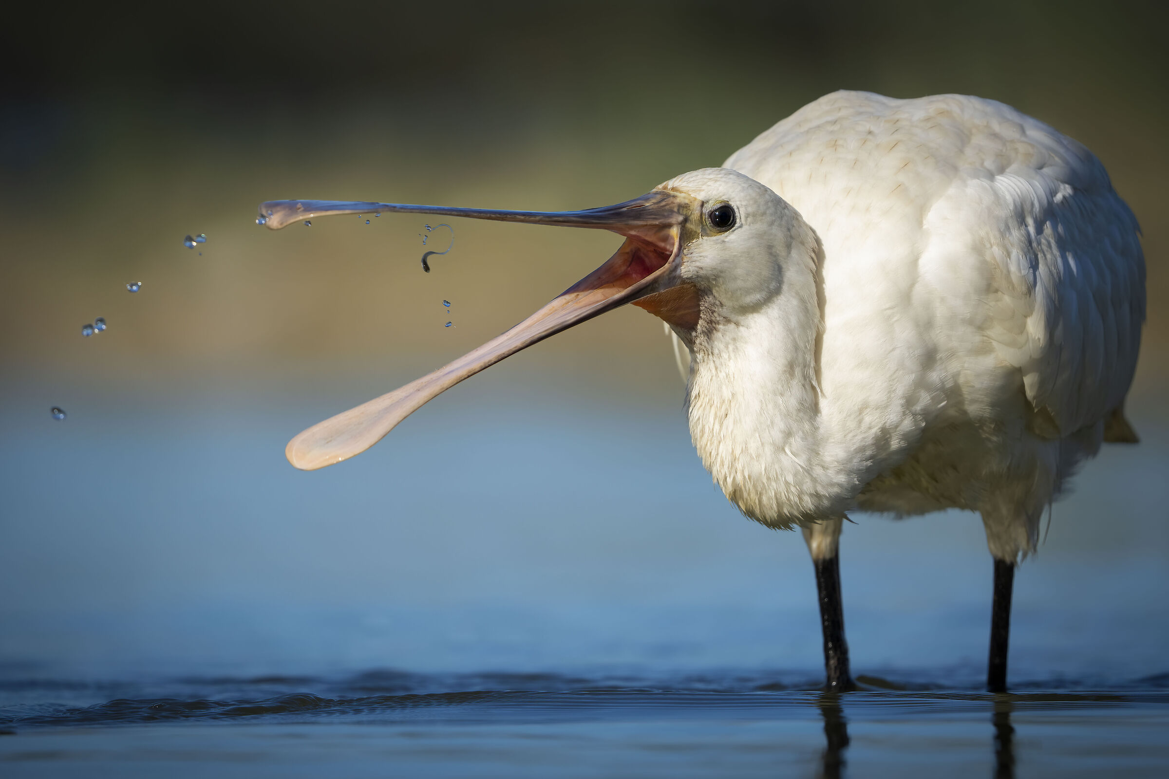 Spoonbill (Platalea leucorodia)