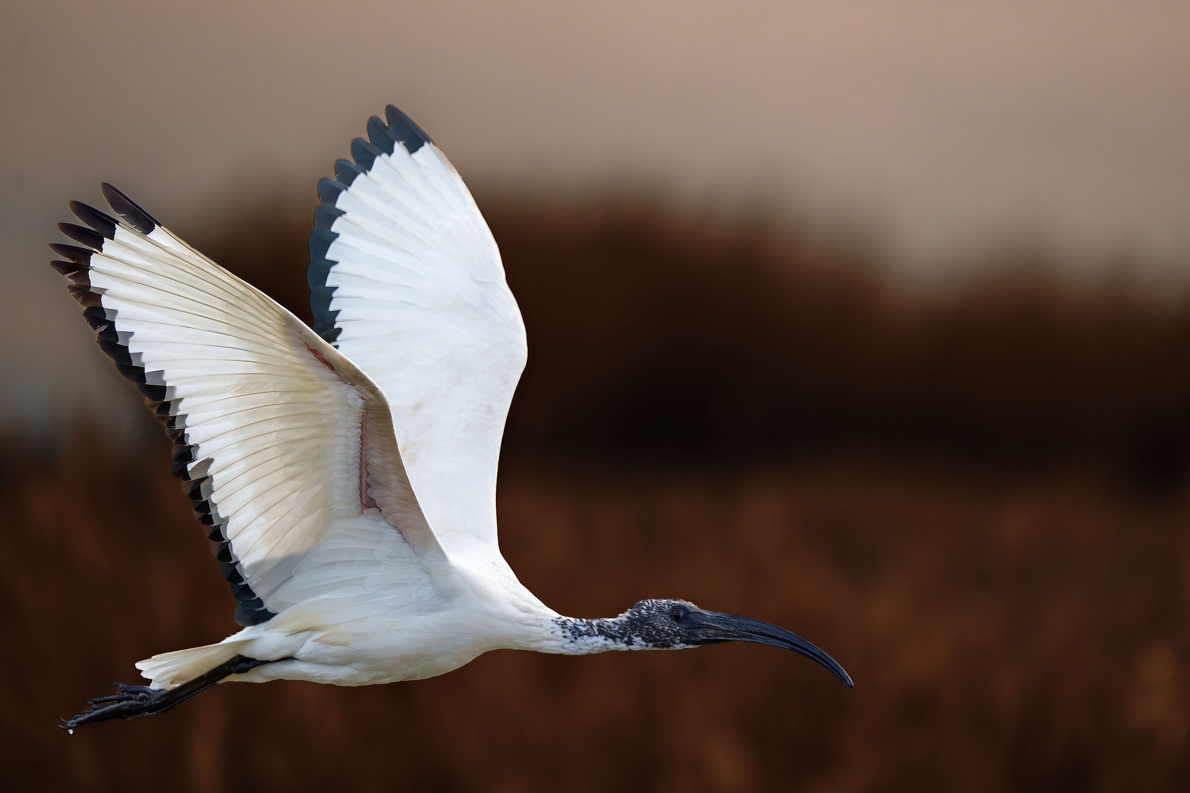 Sacred Ibis
