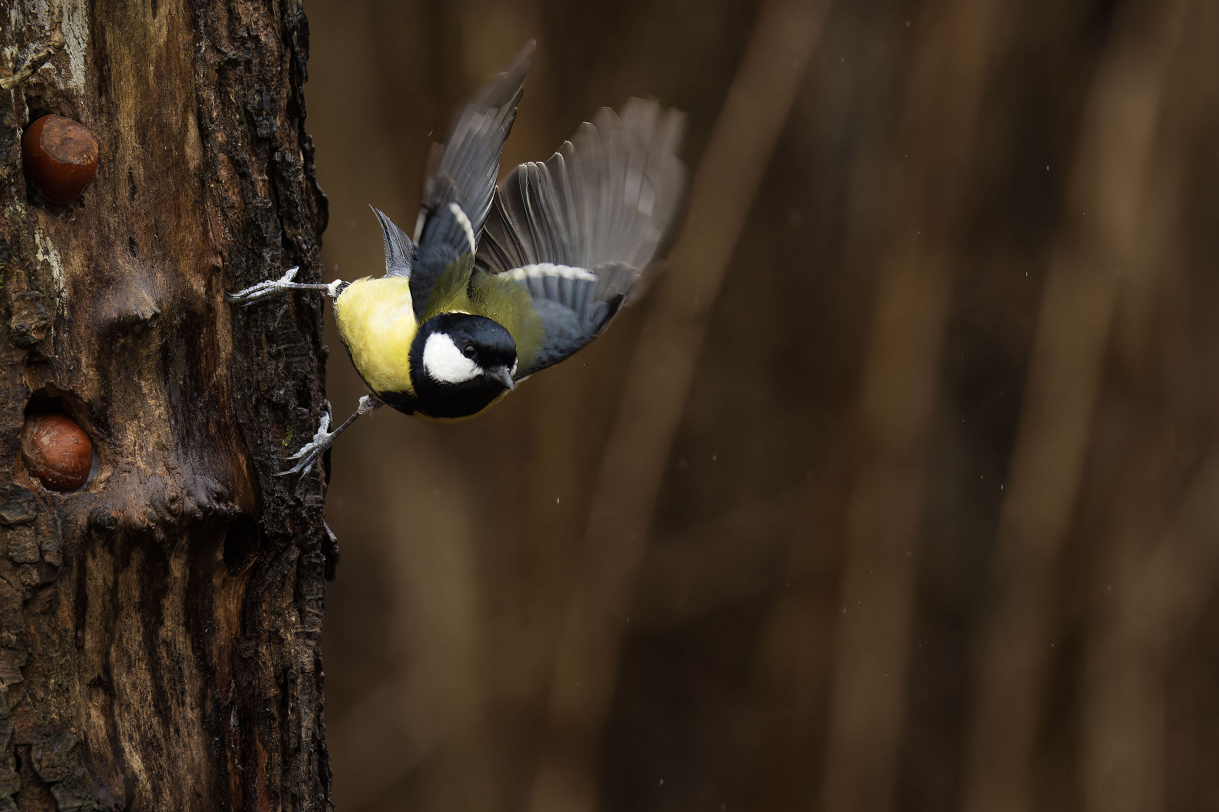 Down in a swoop