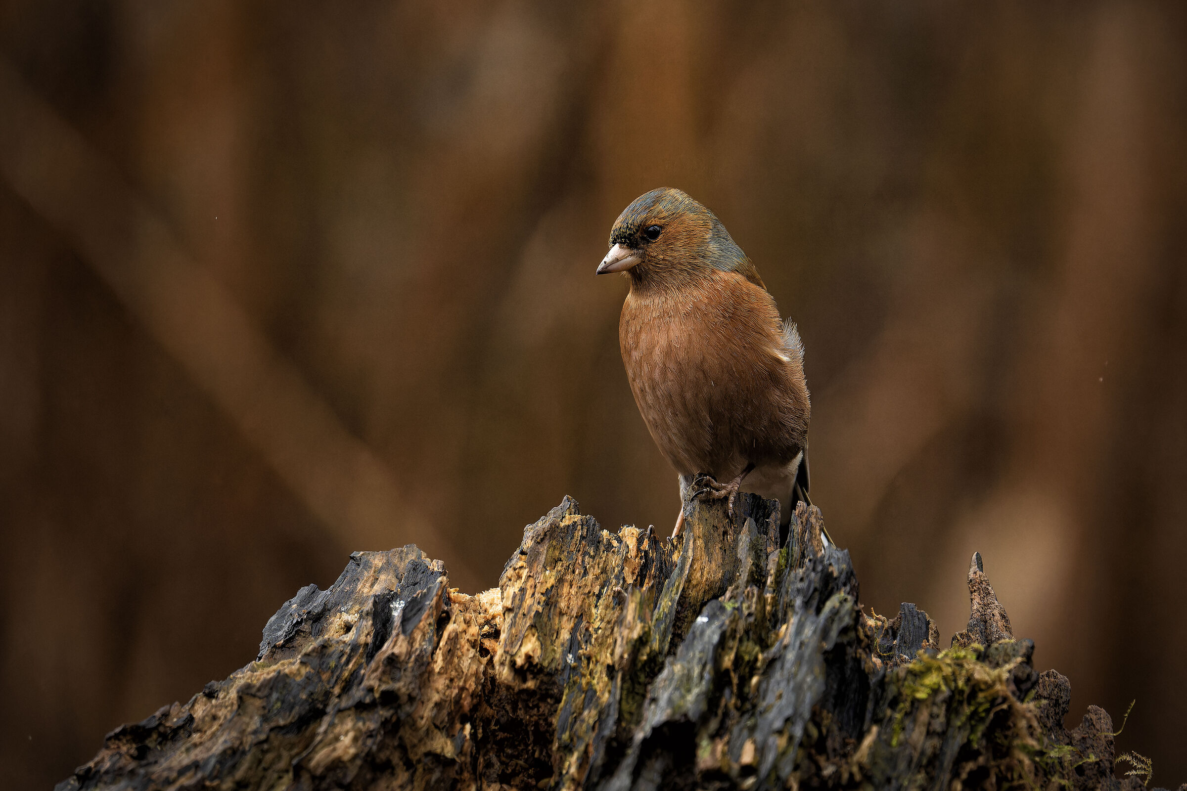 Chaffinch